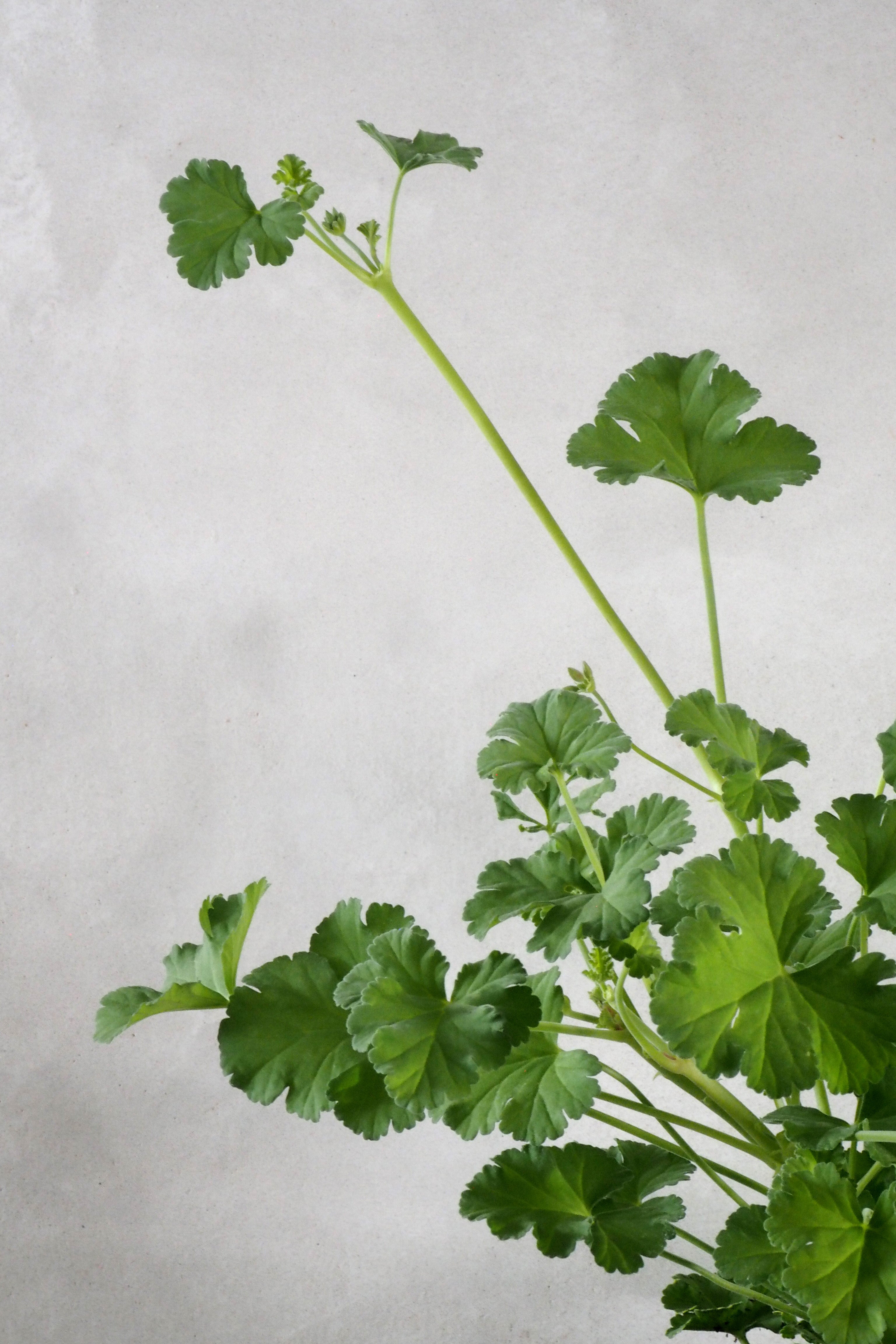 Geranium - Frangrans