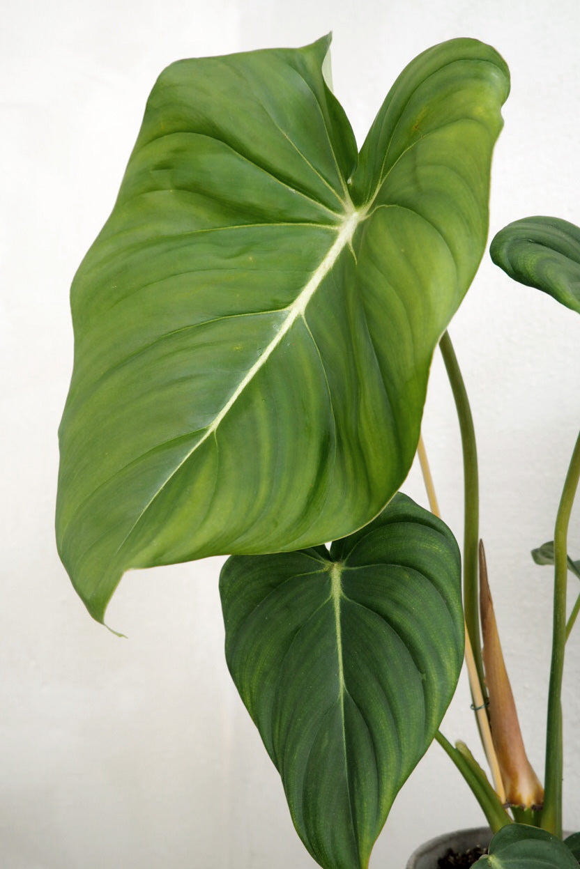 Philodendron Gloriosum