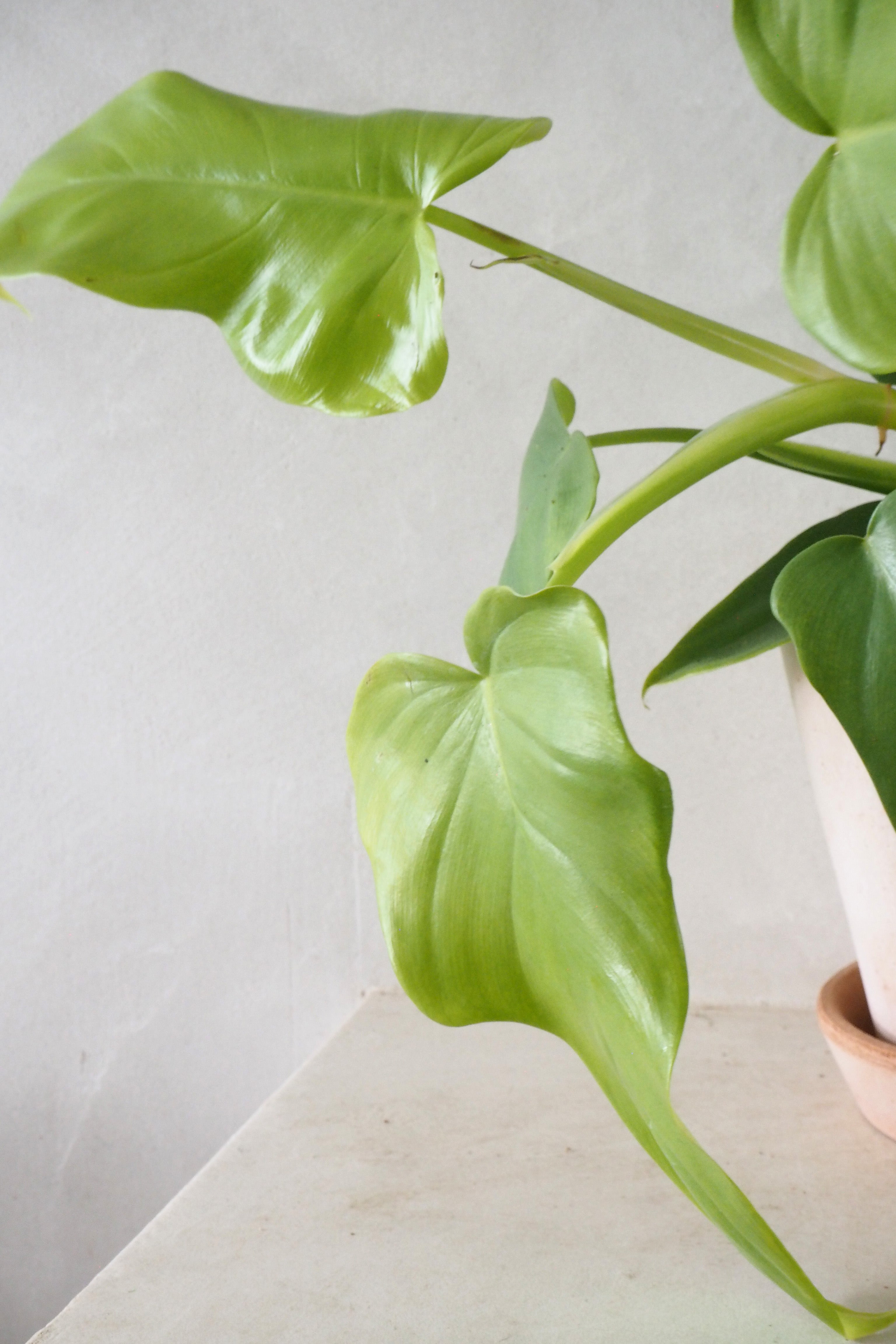 Philodendron golden violin
