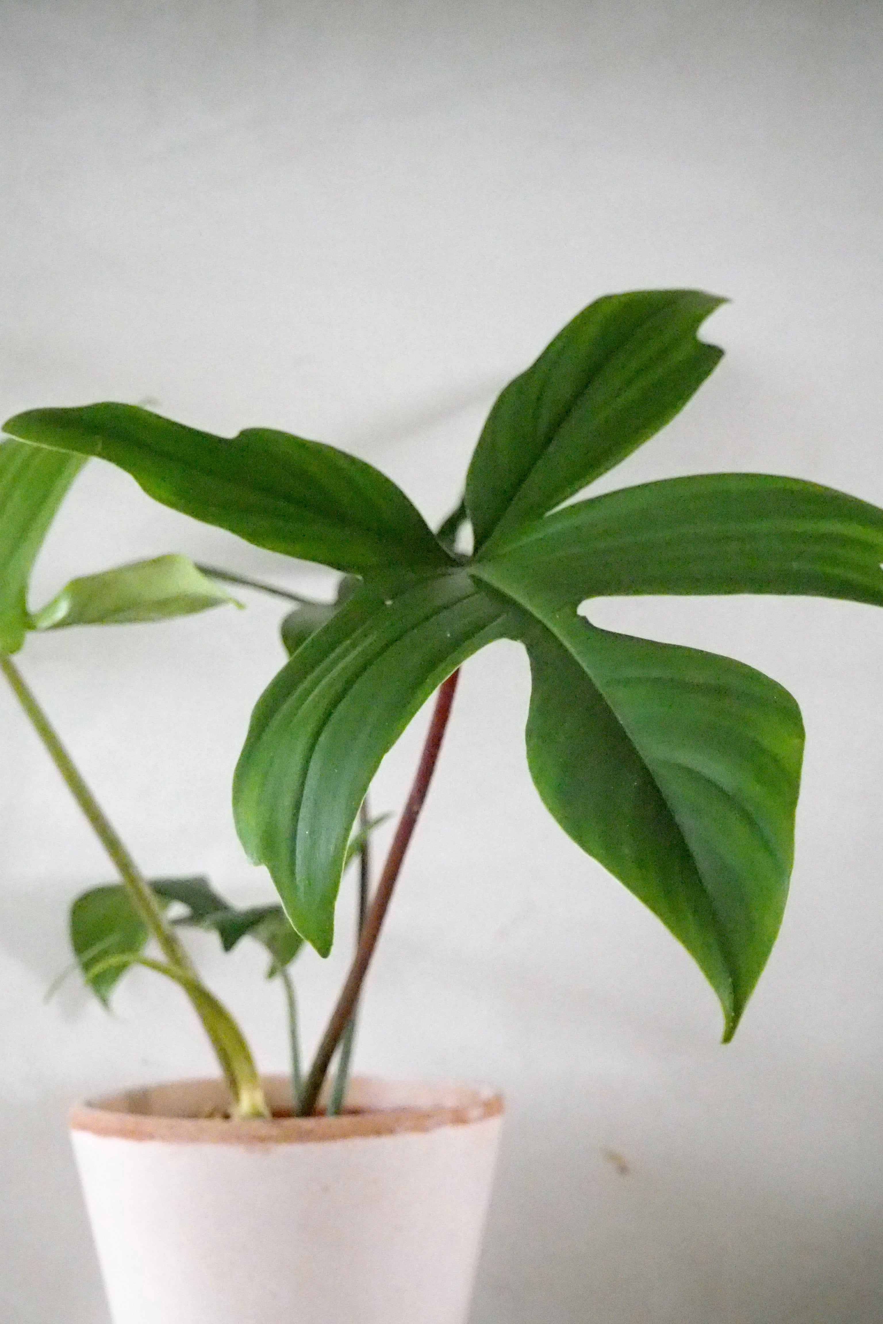 Philodendron Green Florida