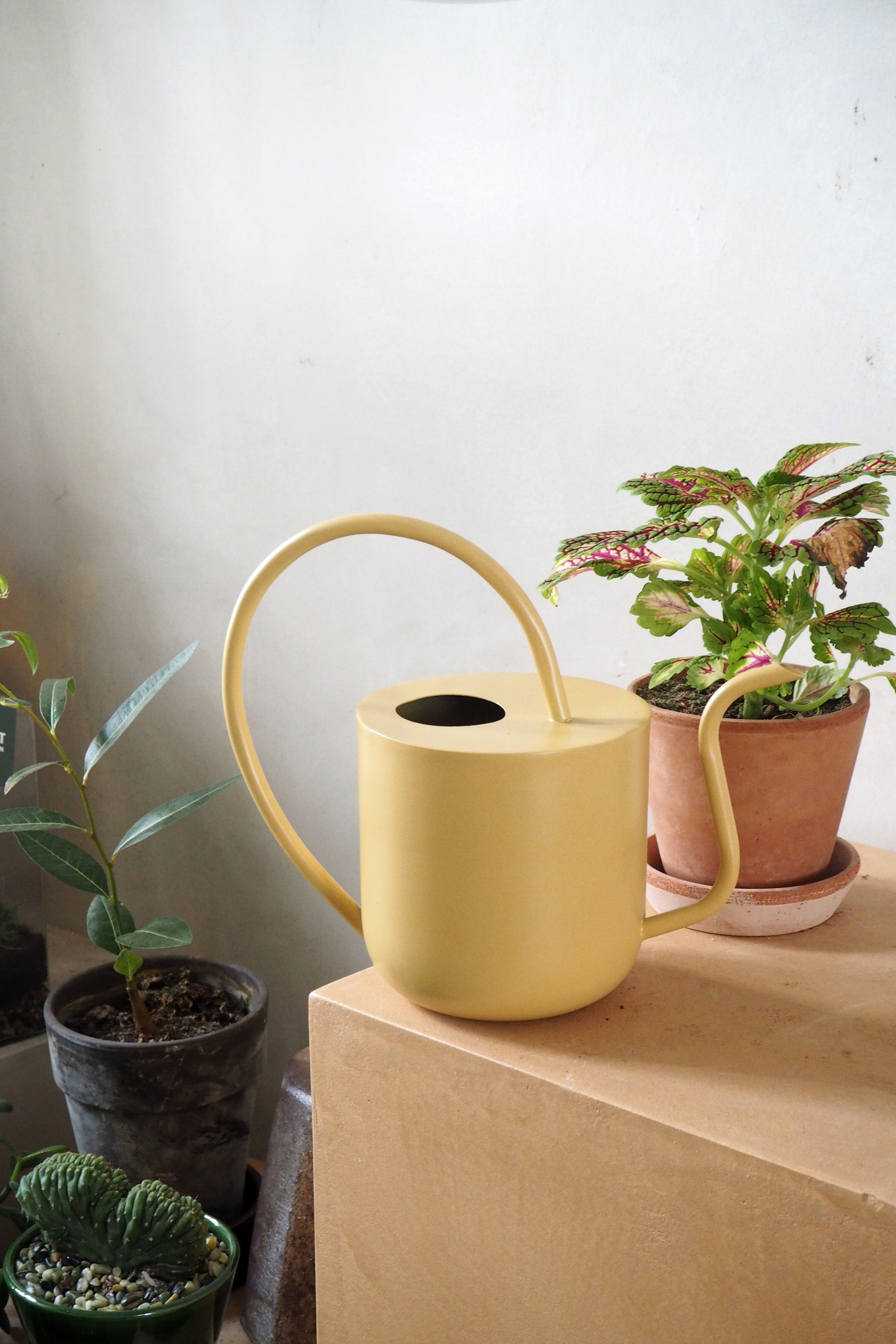 Vandkande, pale yellow