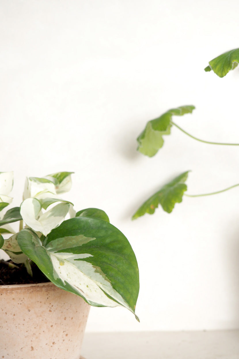 Epipremnum "Happy Leaf"