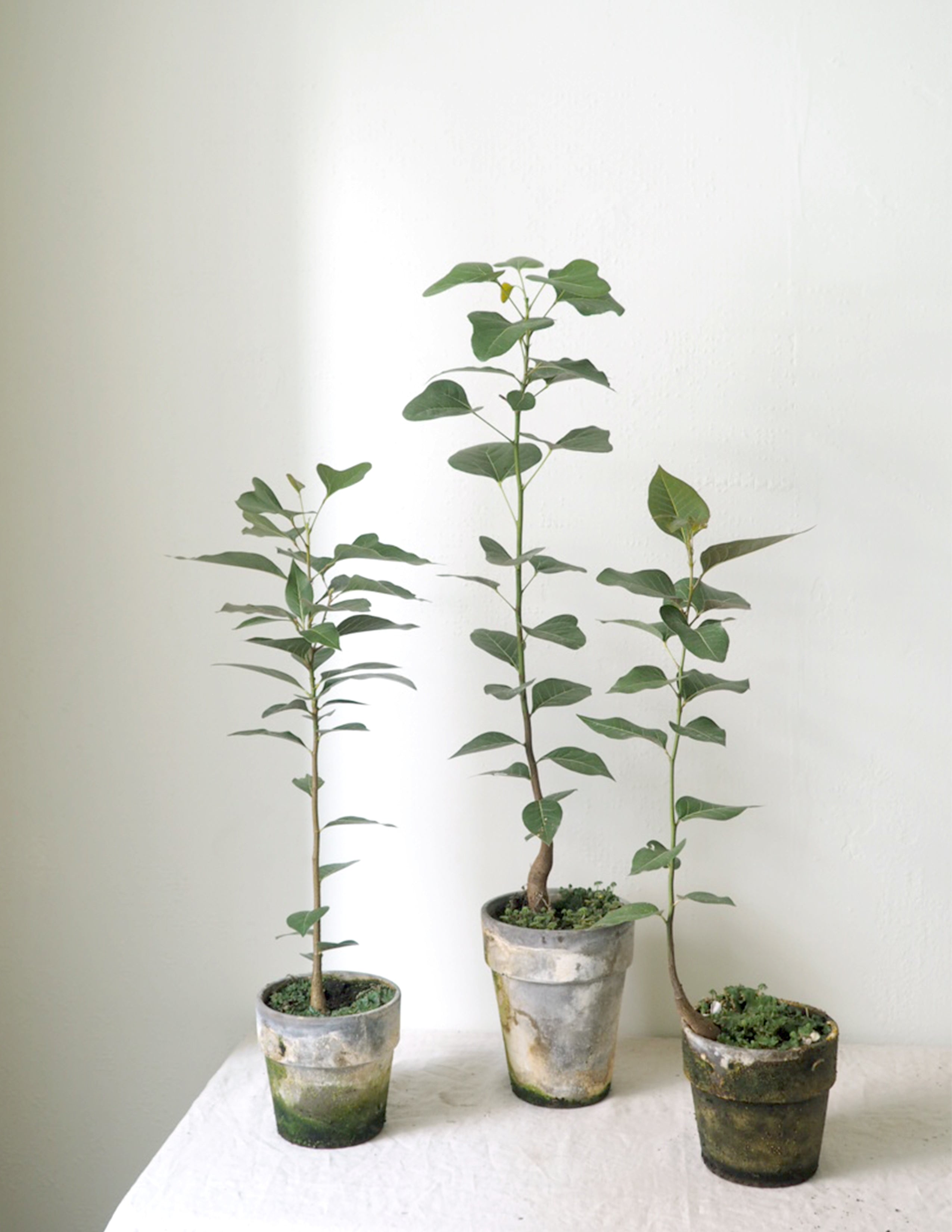 Kærlighedstræ (Hjerteblad)