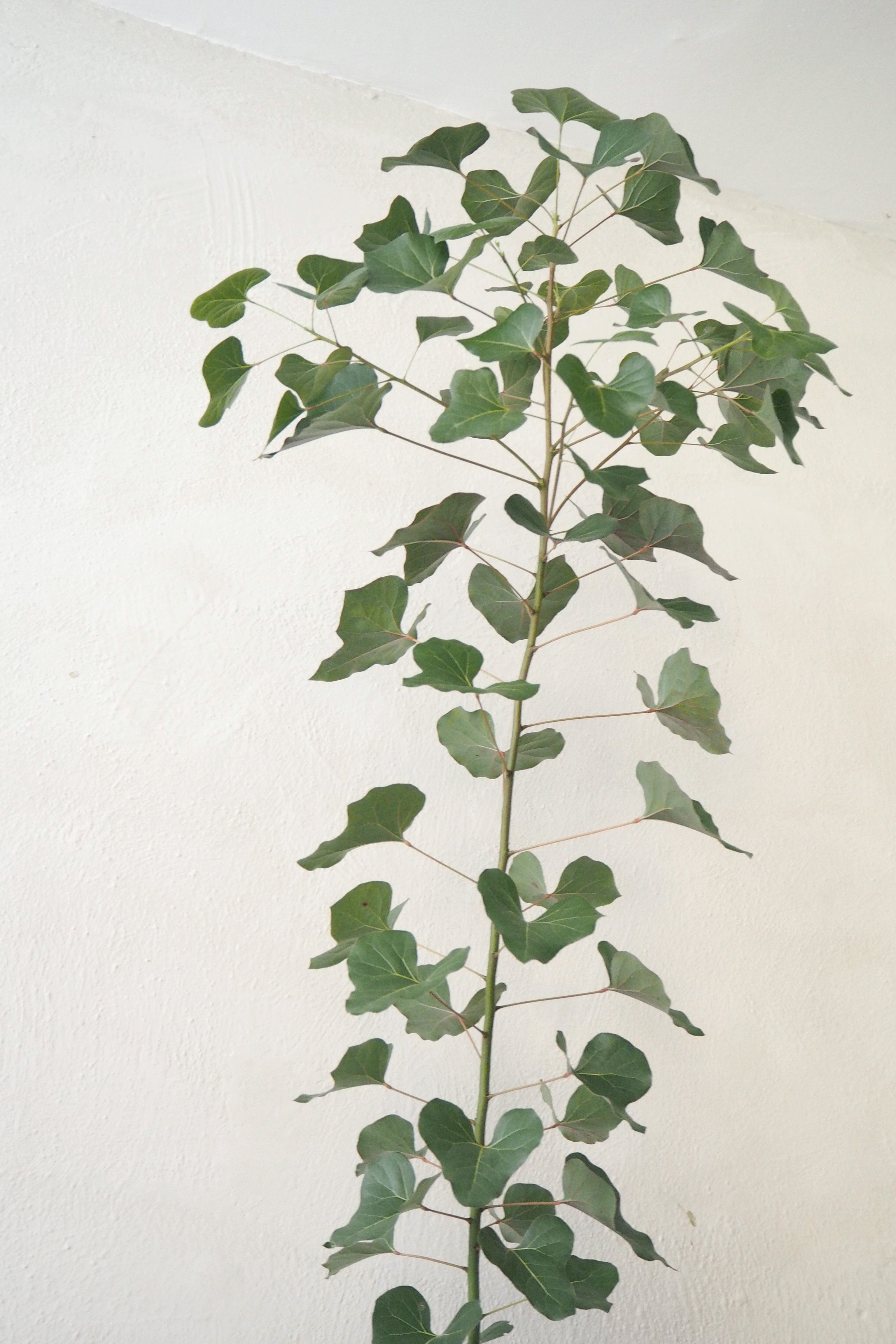 Kærlighedstræ (Hjerteblad) medium I