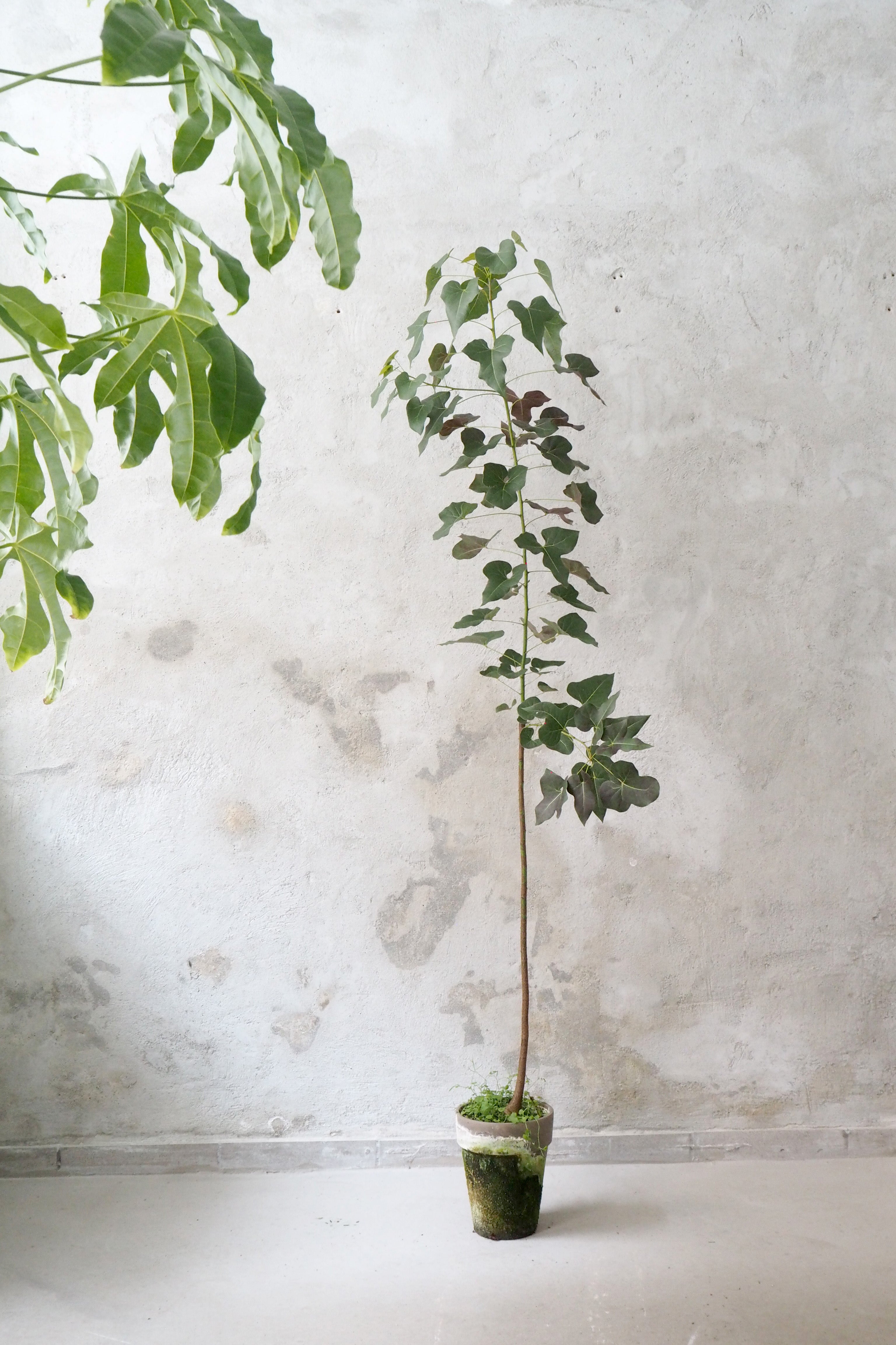 Kærlighedstræ (hjerteblad) stor