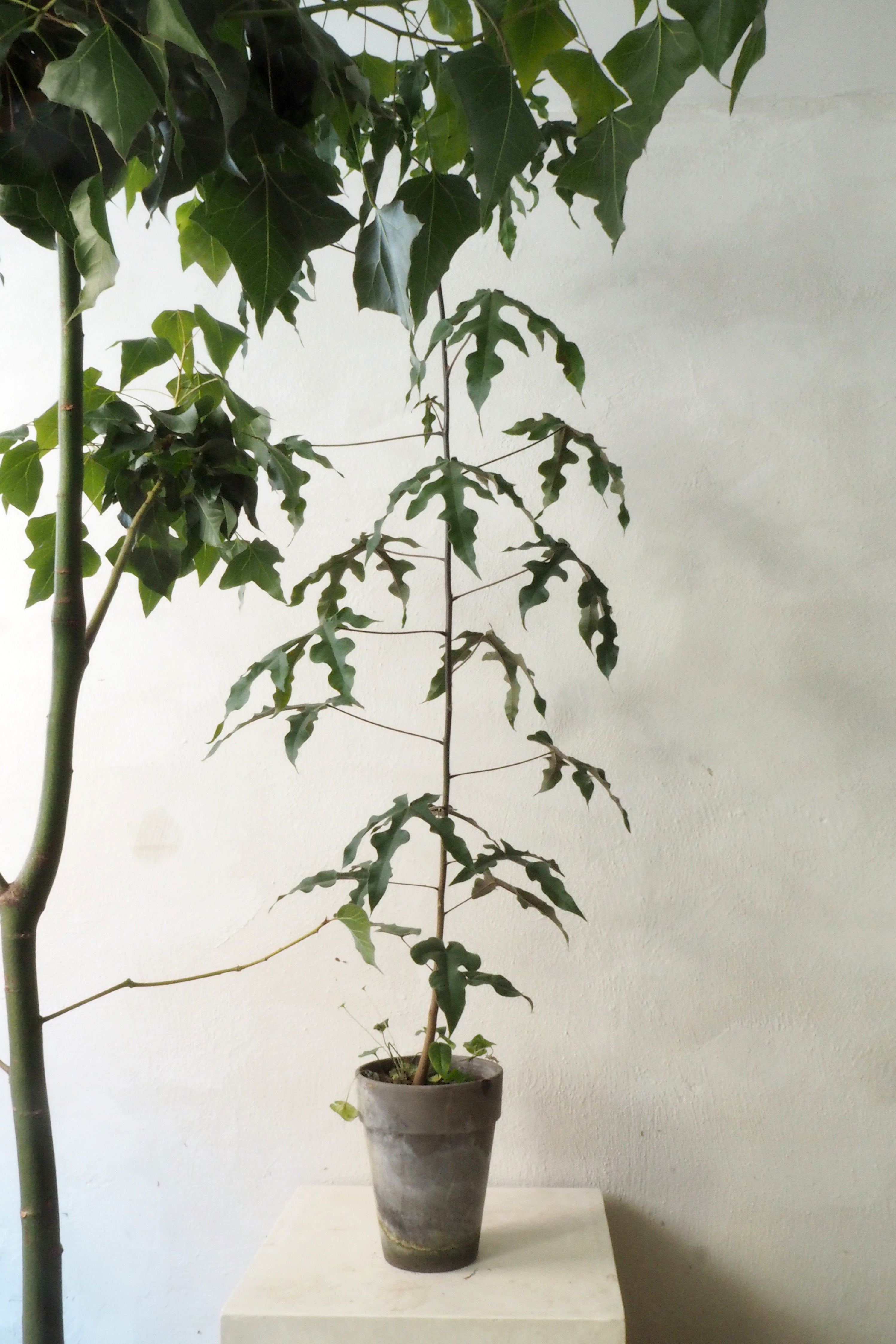 Kærlighedstræ (Fingerblad) medium