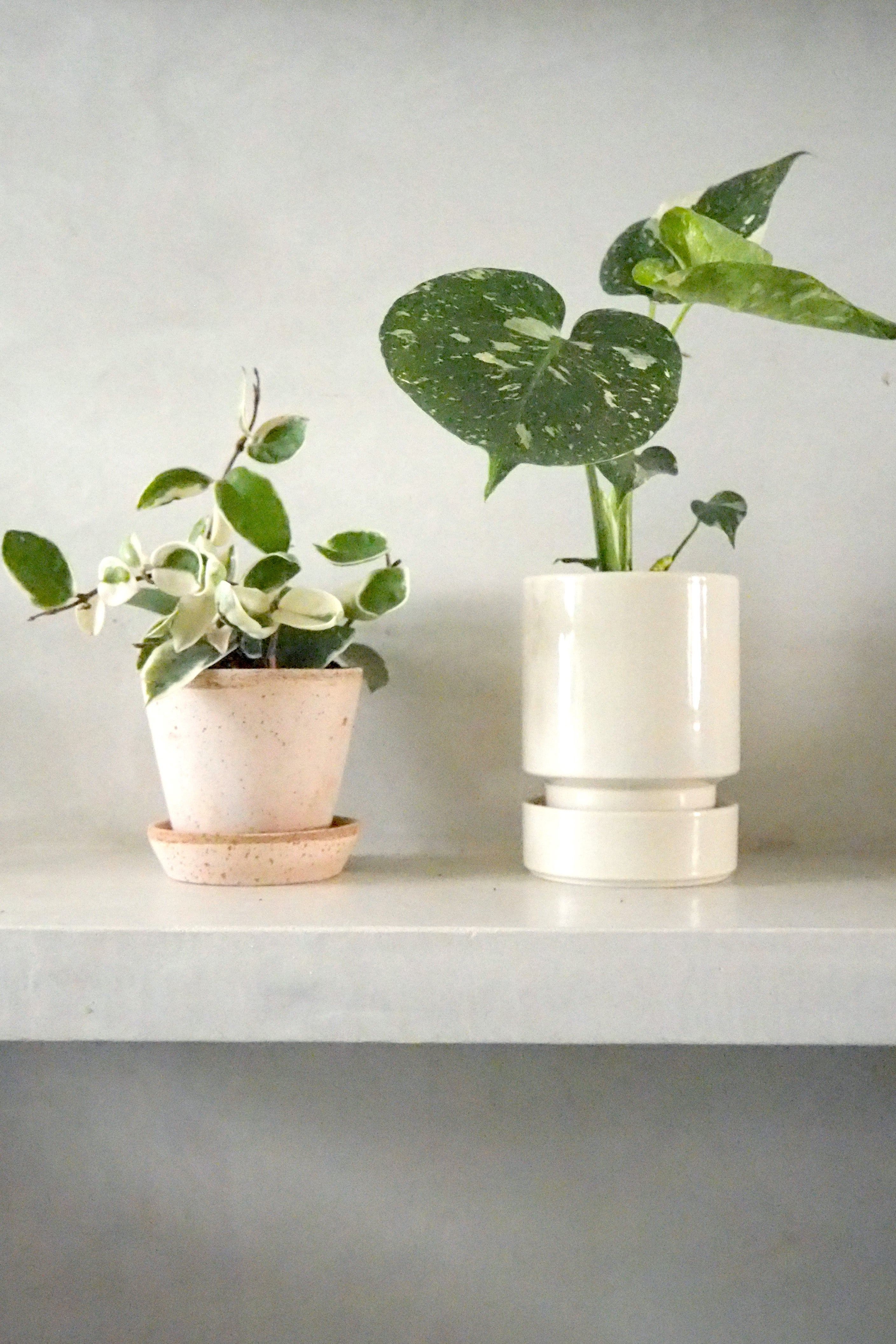 Hoya carnosa - Krimson Queen