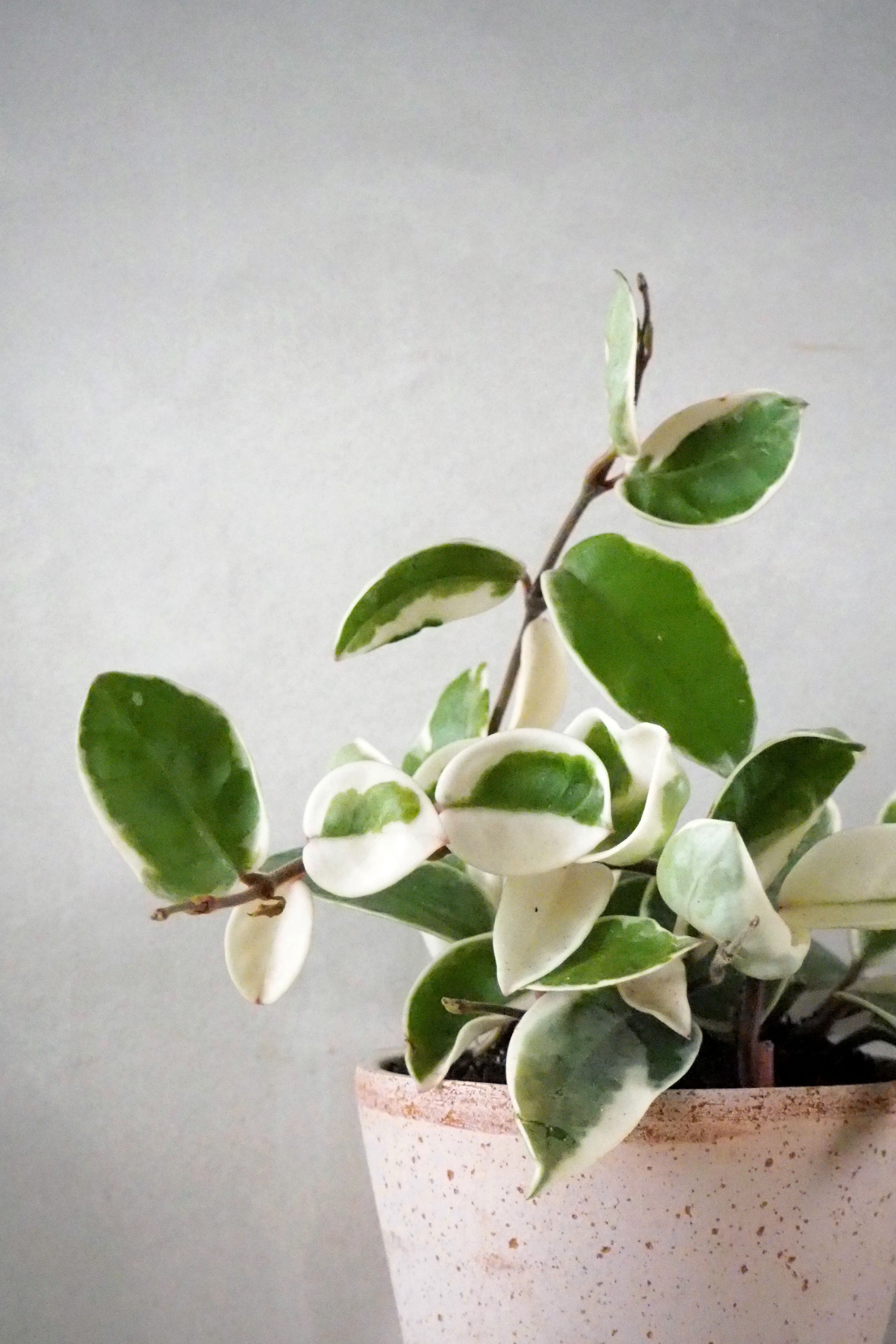 Hoya carnosa - Krimson Queen