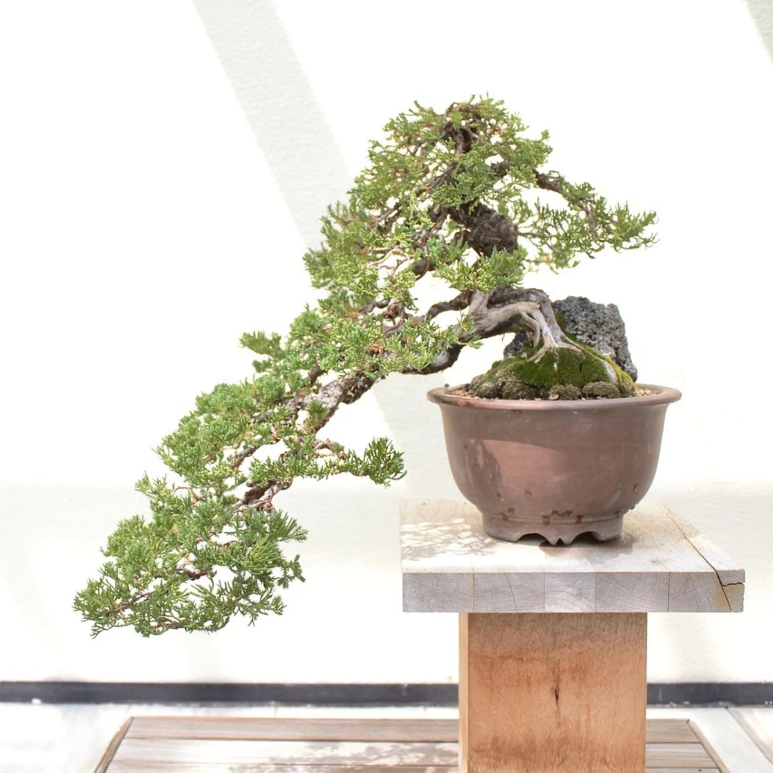 Frø - Bonsai, DIY kit