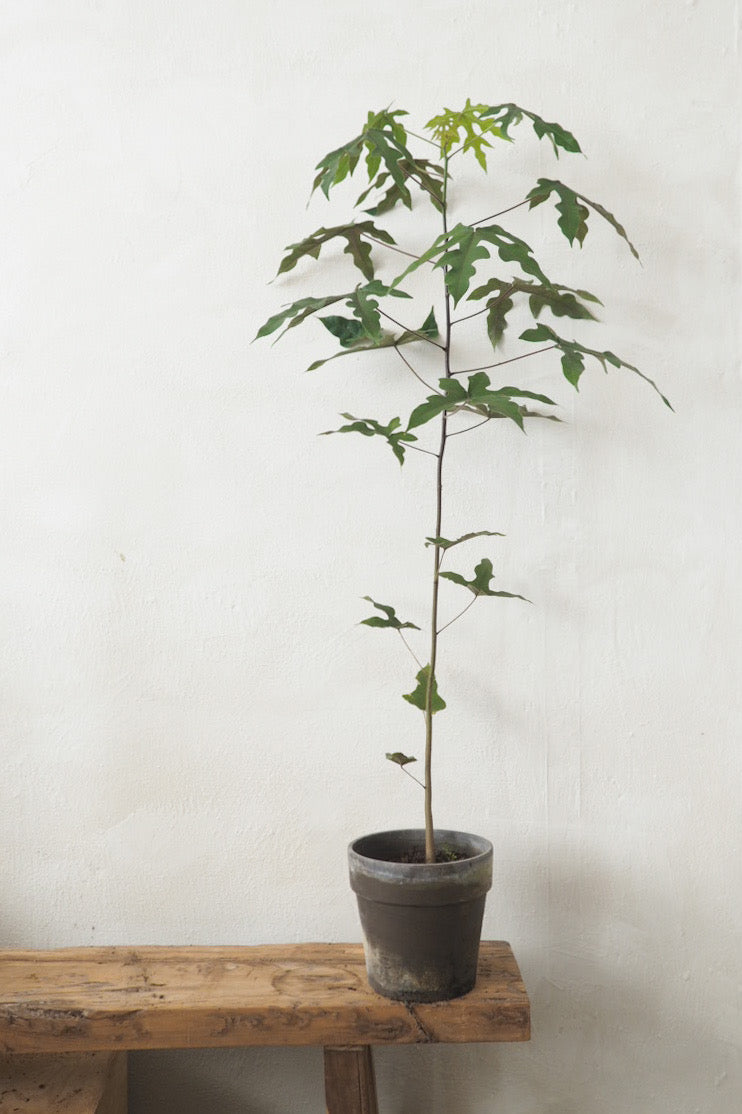 Kærlighedstræ (Fingerblad) medium