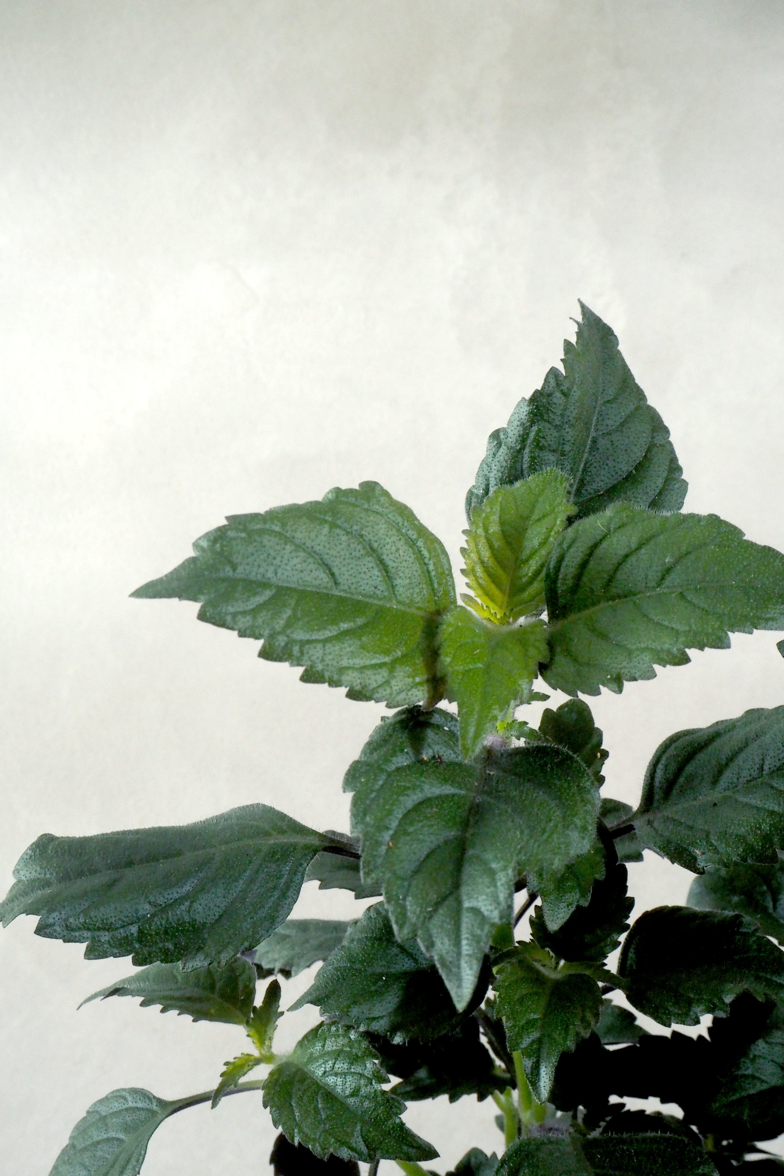 Iransk Plectranthus
