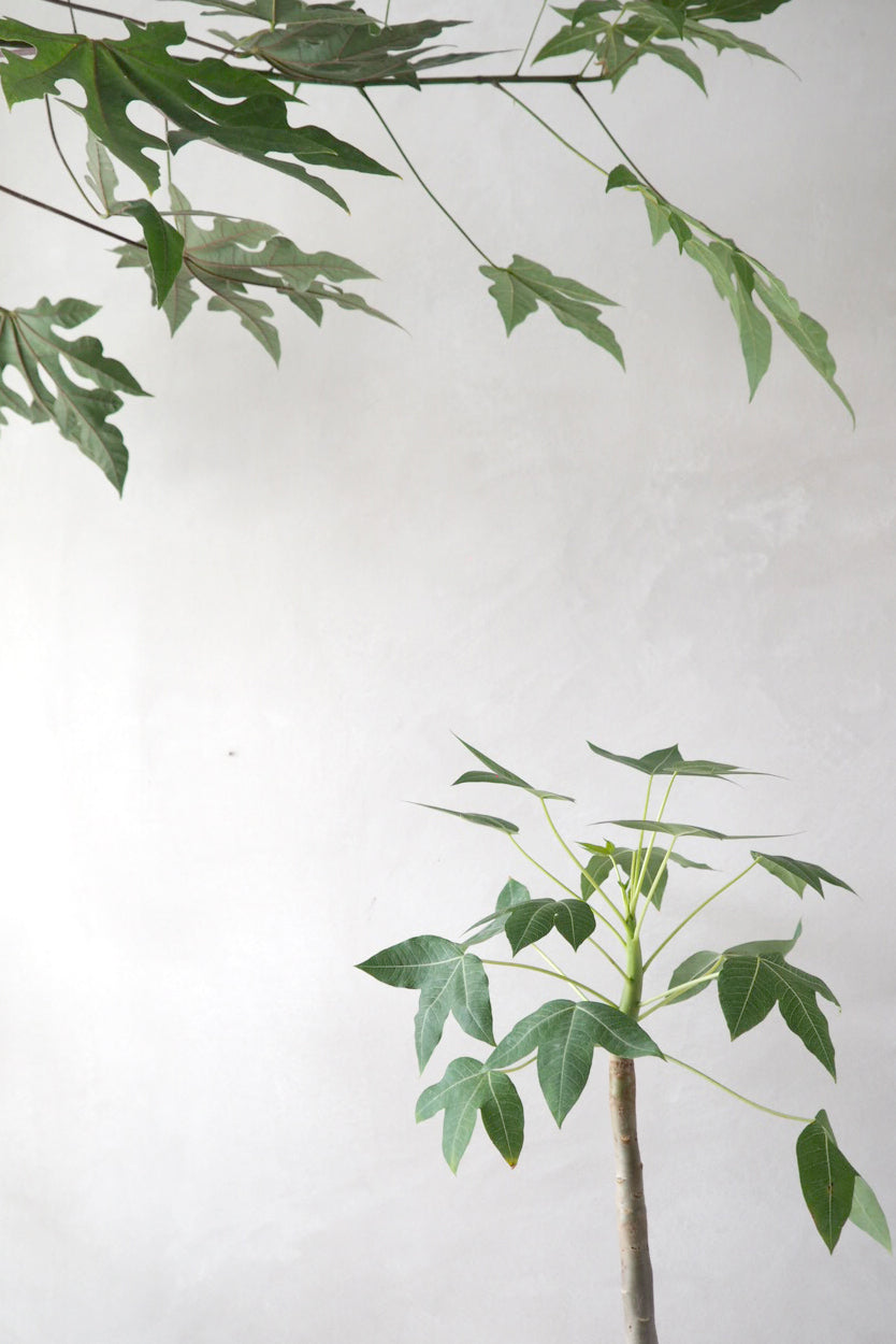 Jatropha Mahafalensis