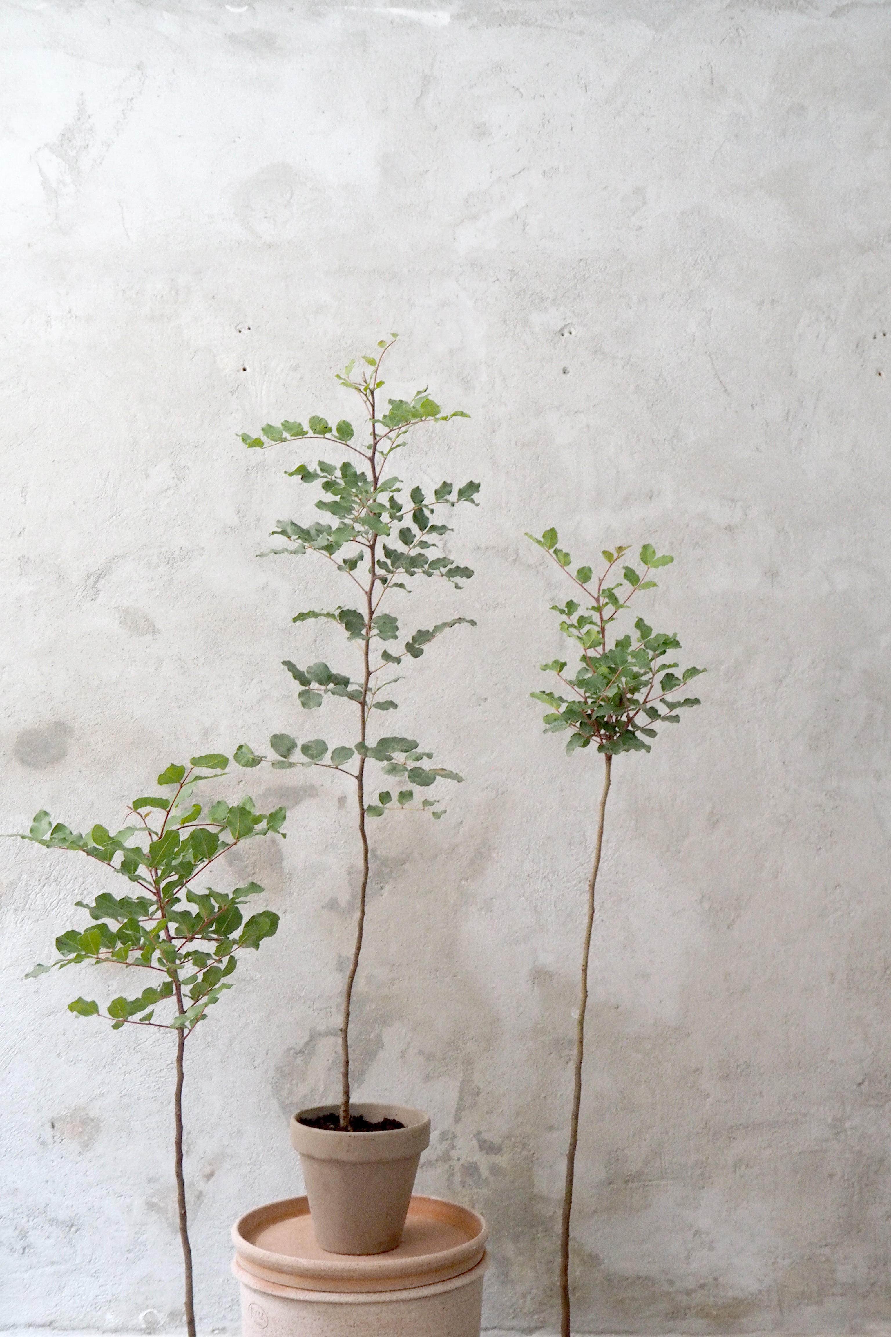 Johannesbrødtræ, medium