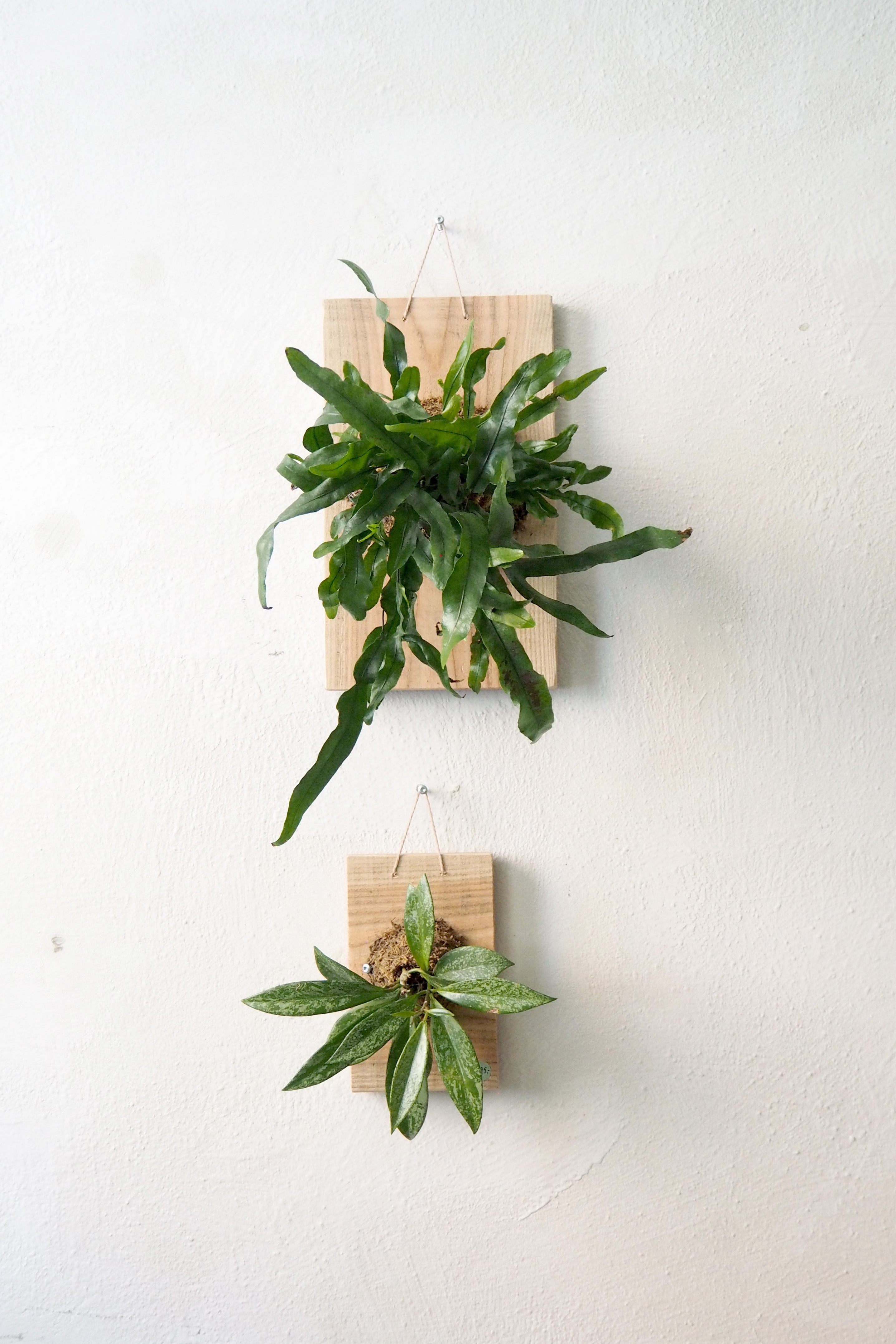 Plantetrofæ, Hoya Sivler spot, small