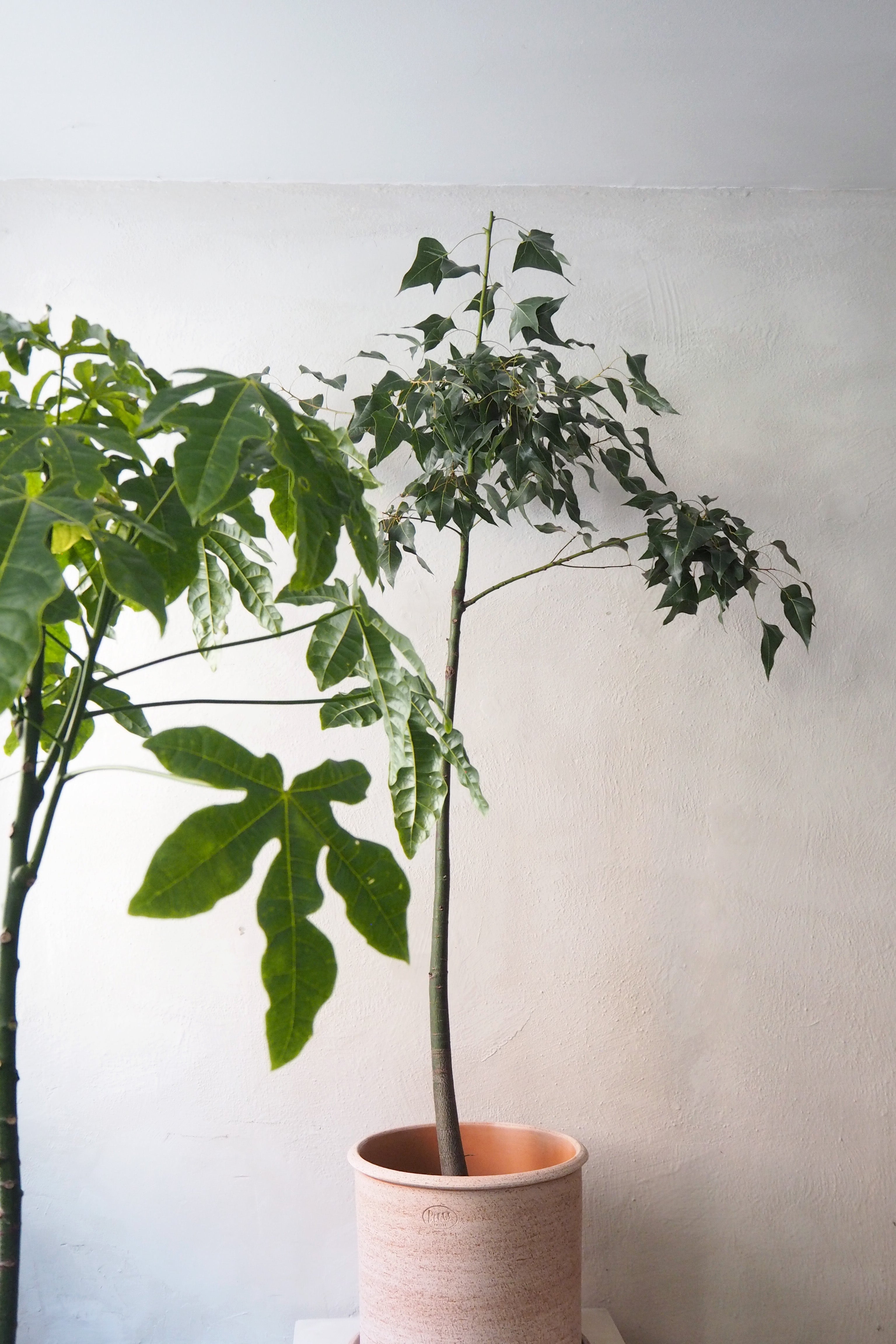 Kærlighedstræ (Fingerblad) stor