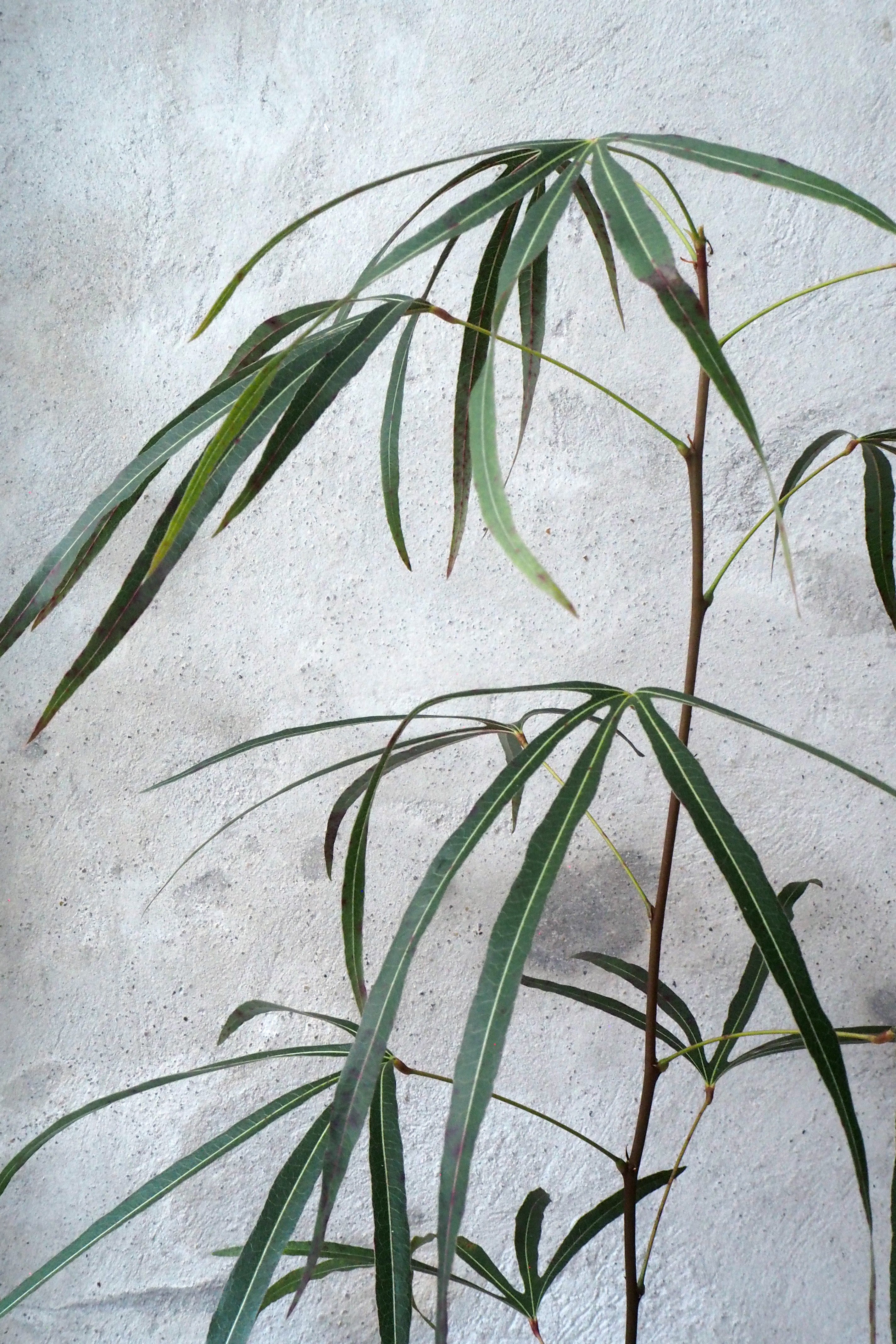 Kærlighedstræ (Trefod) medium