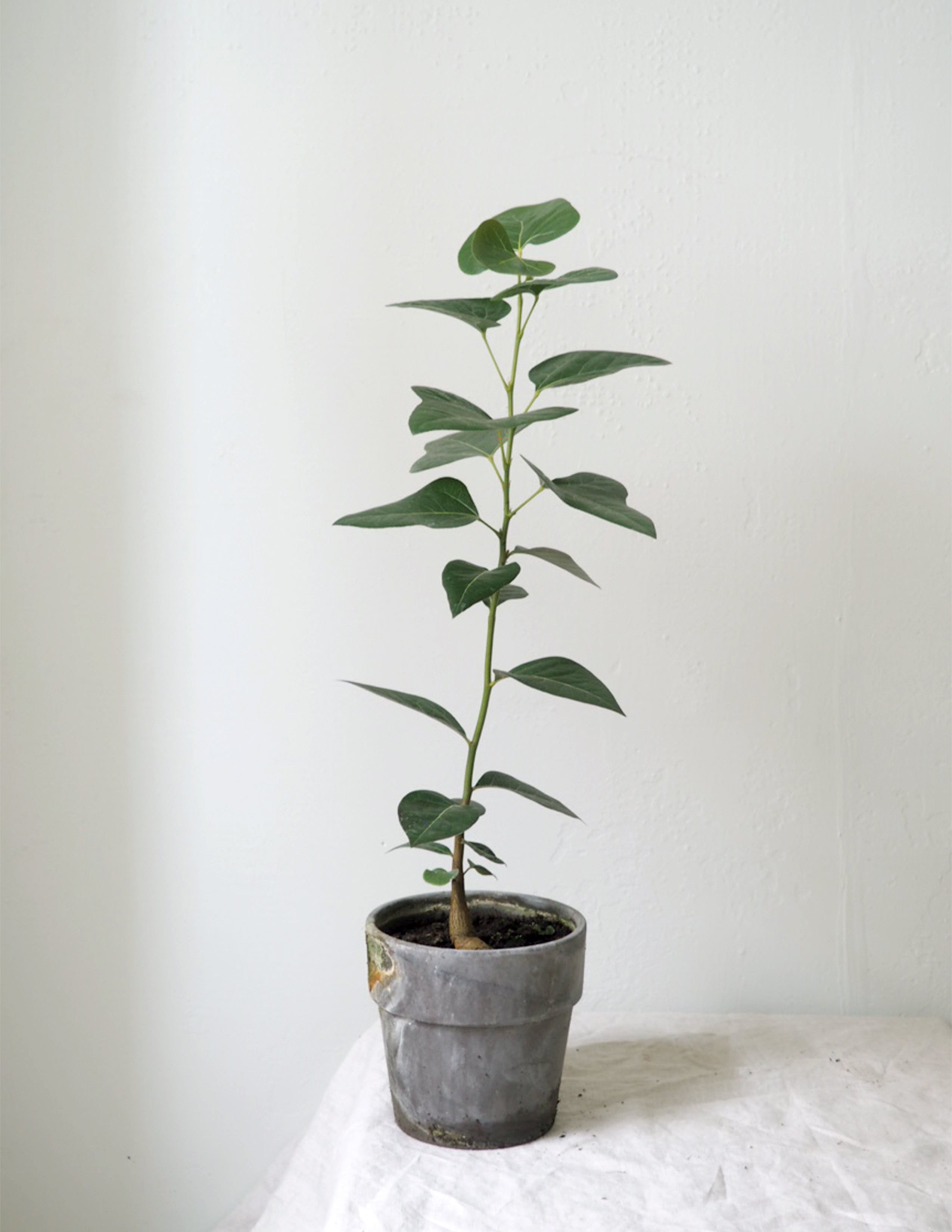 Kærlighedstræ (Hjerteblad)