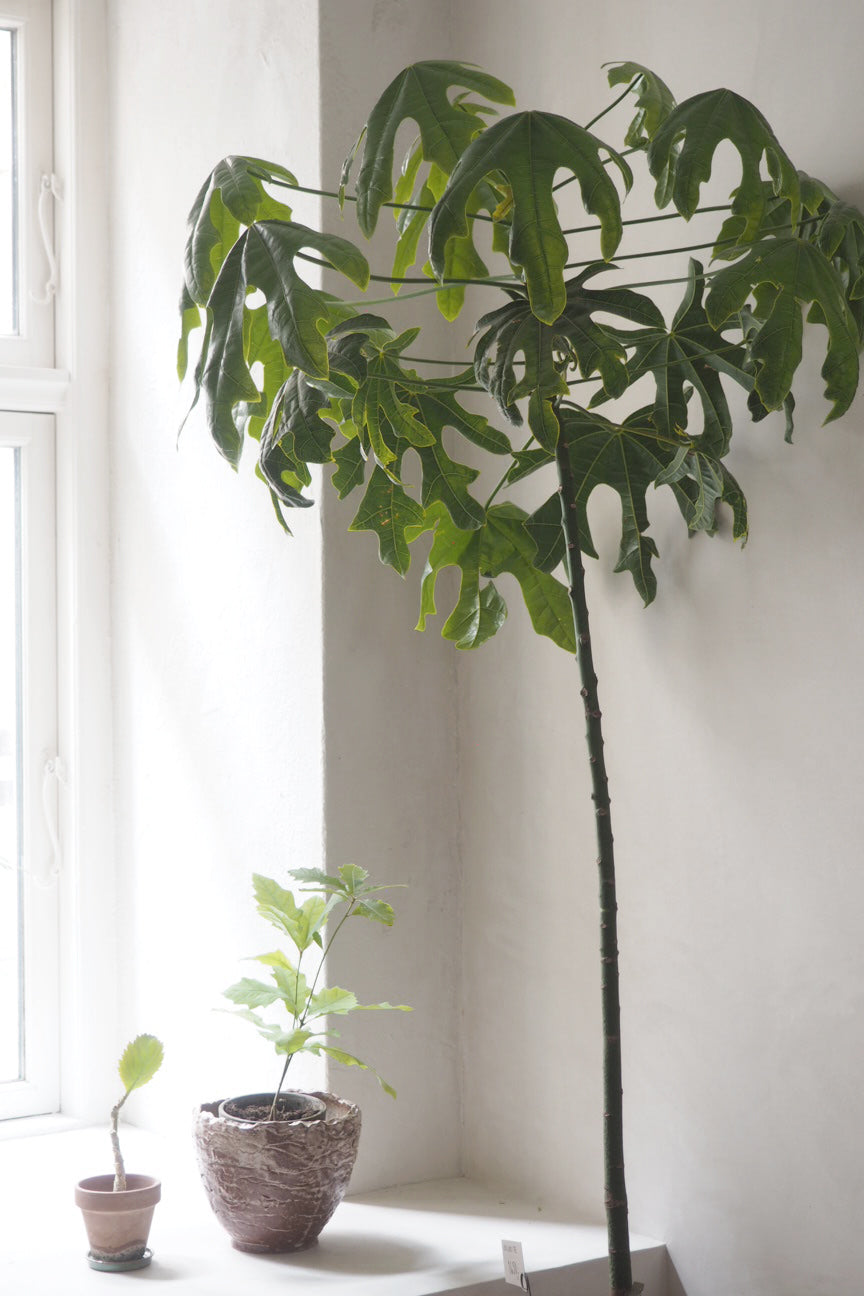 Kærlighedstræ (Fingerblad) stor