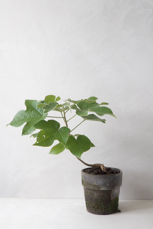 Kærlighedstræ (Fingerblad)