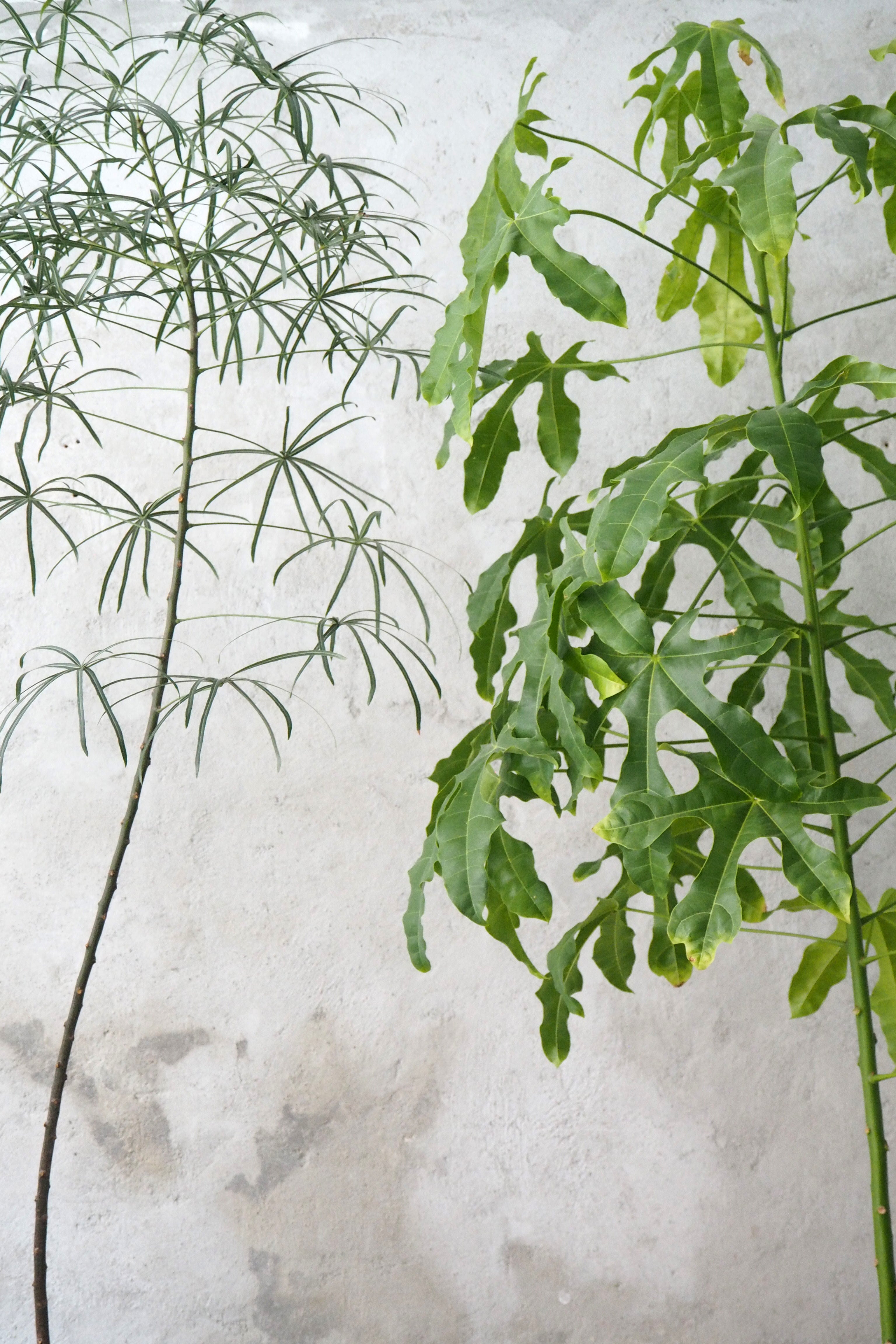 Kærlighedstræ (fingerblad) stor I