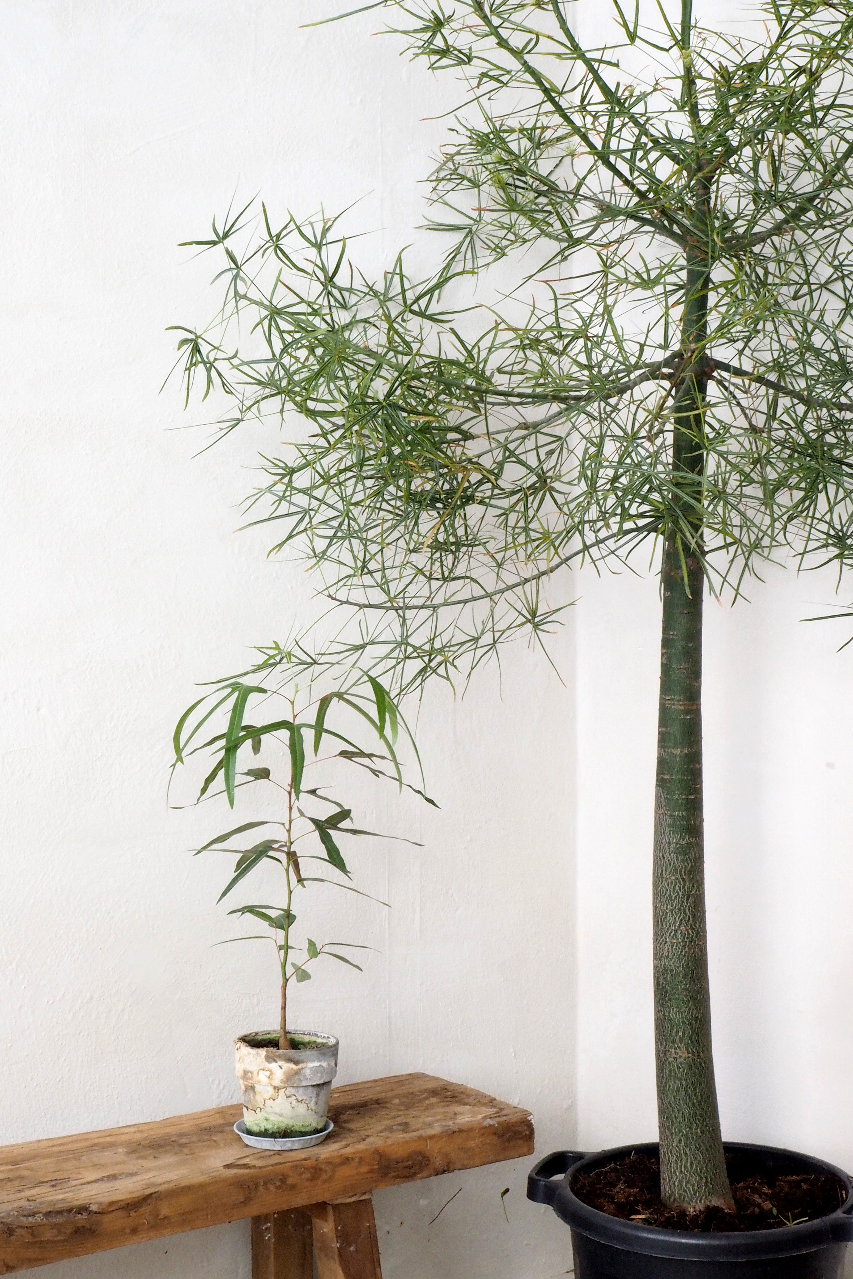 Kærlighedstræ (Trefod)