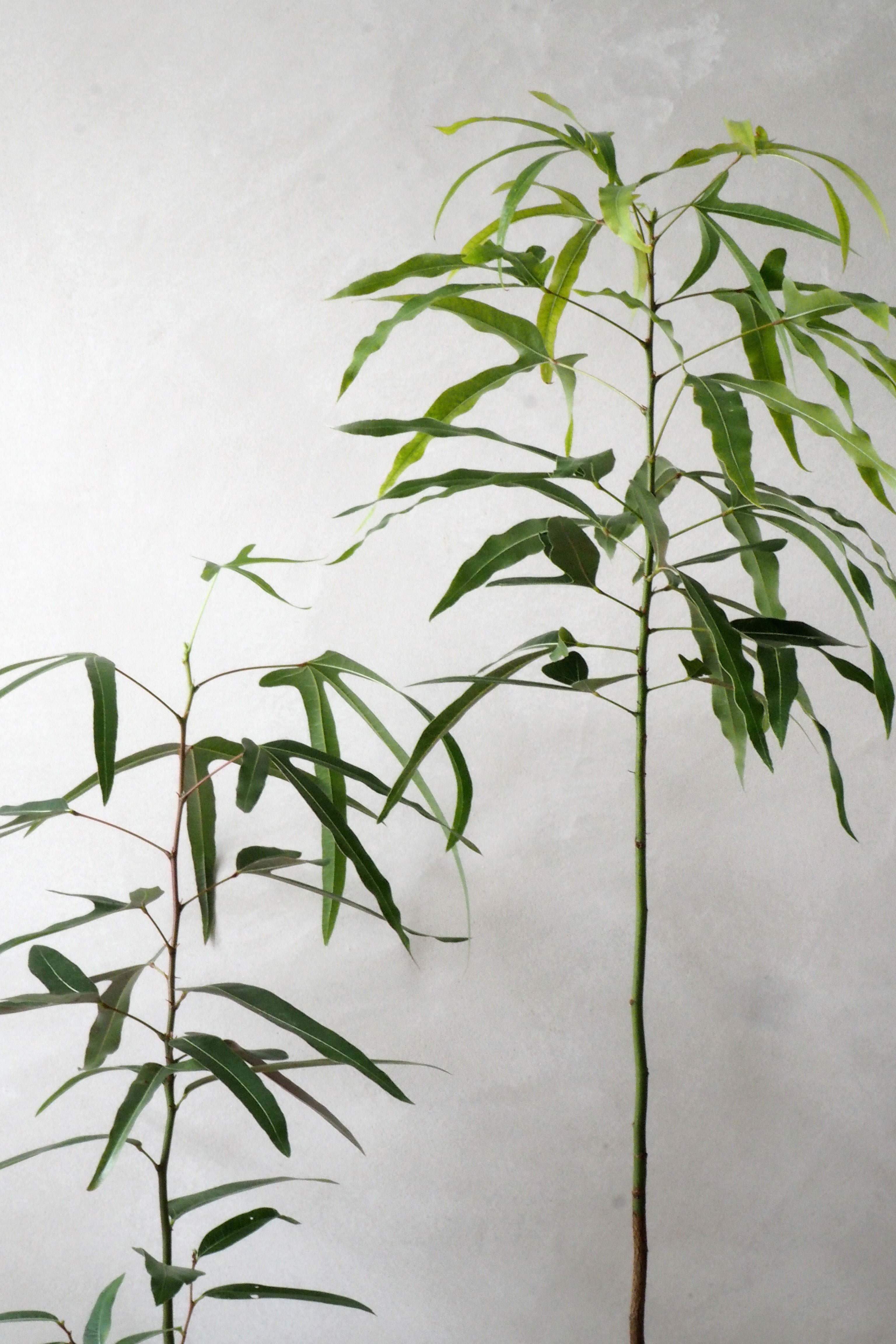 Kærlighedstræ (Trefod)