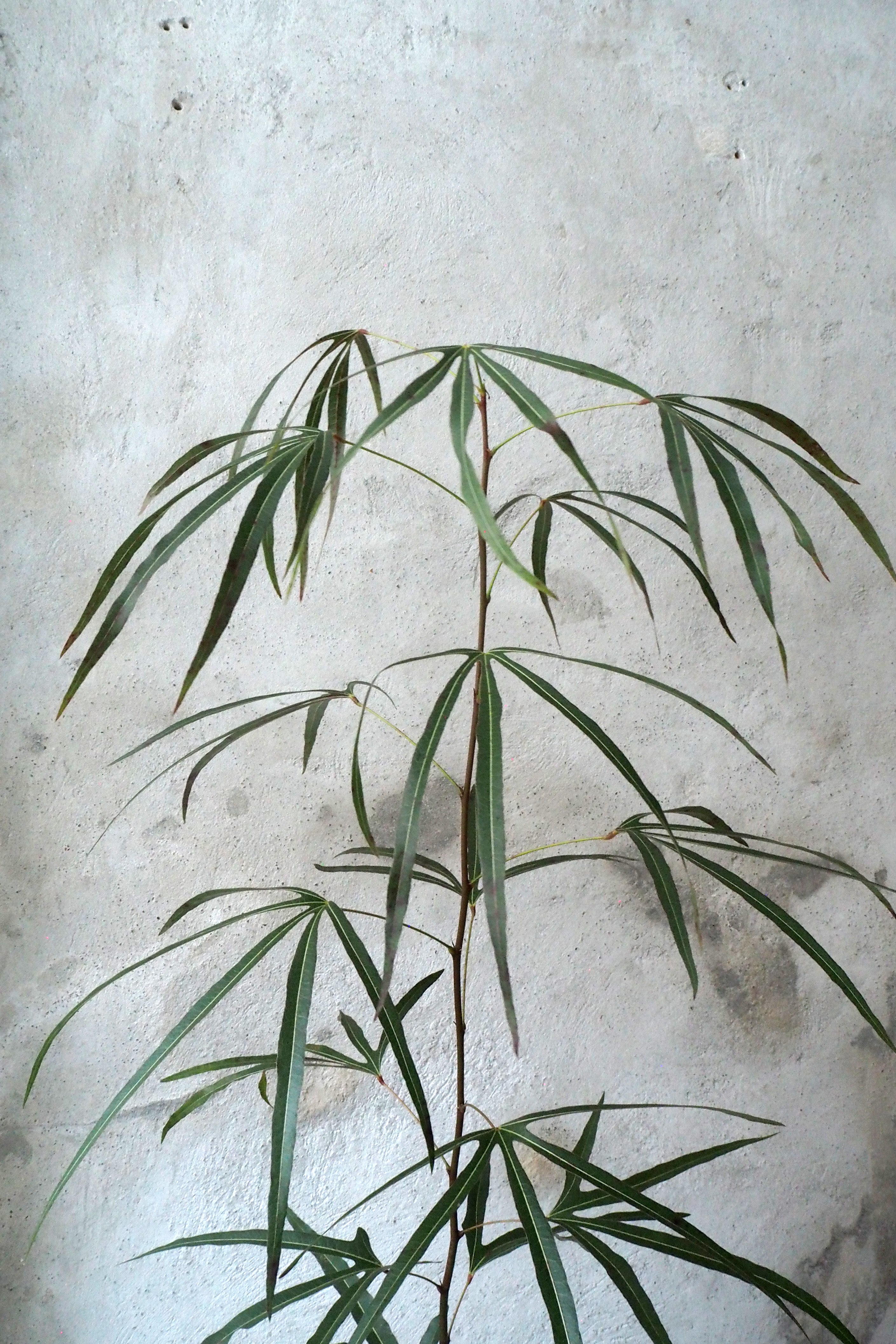 Kærlighedstræ (Trefod) medium