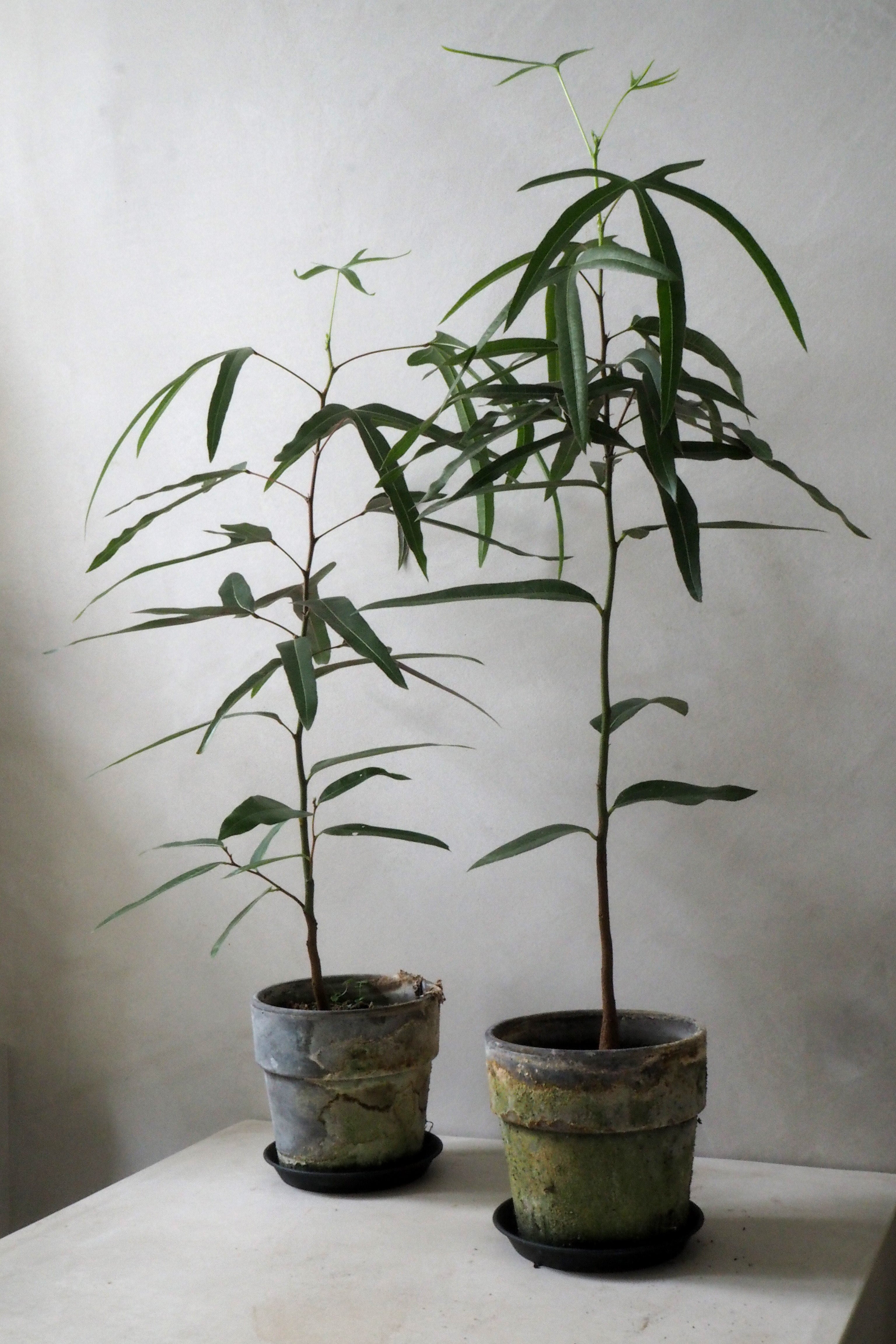 Kærlighedstræ (Trefod)