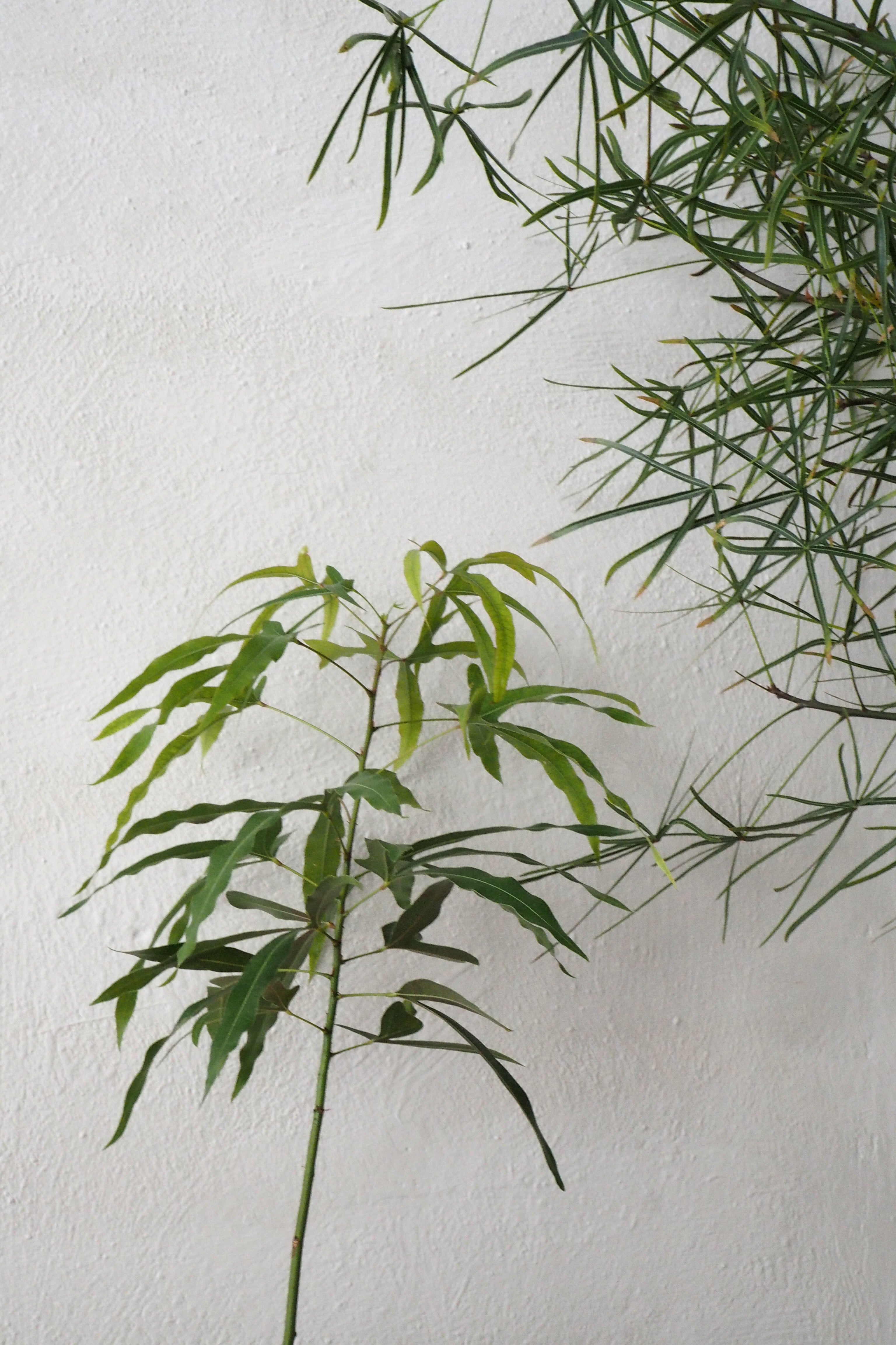 Kærlighedstræ (Trefod)