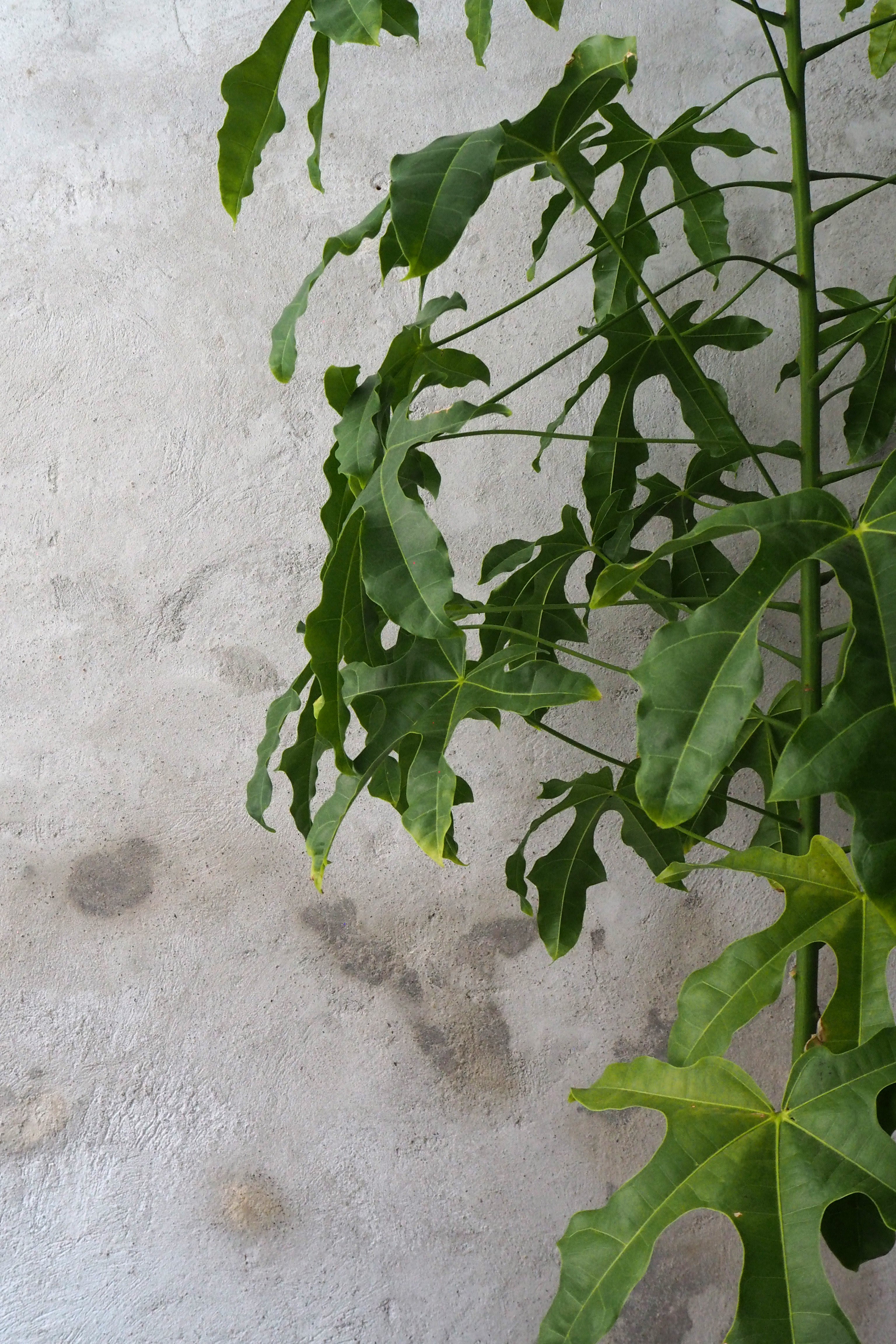 Kærlighedstræ (fingerblad) stor I