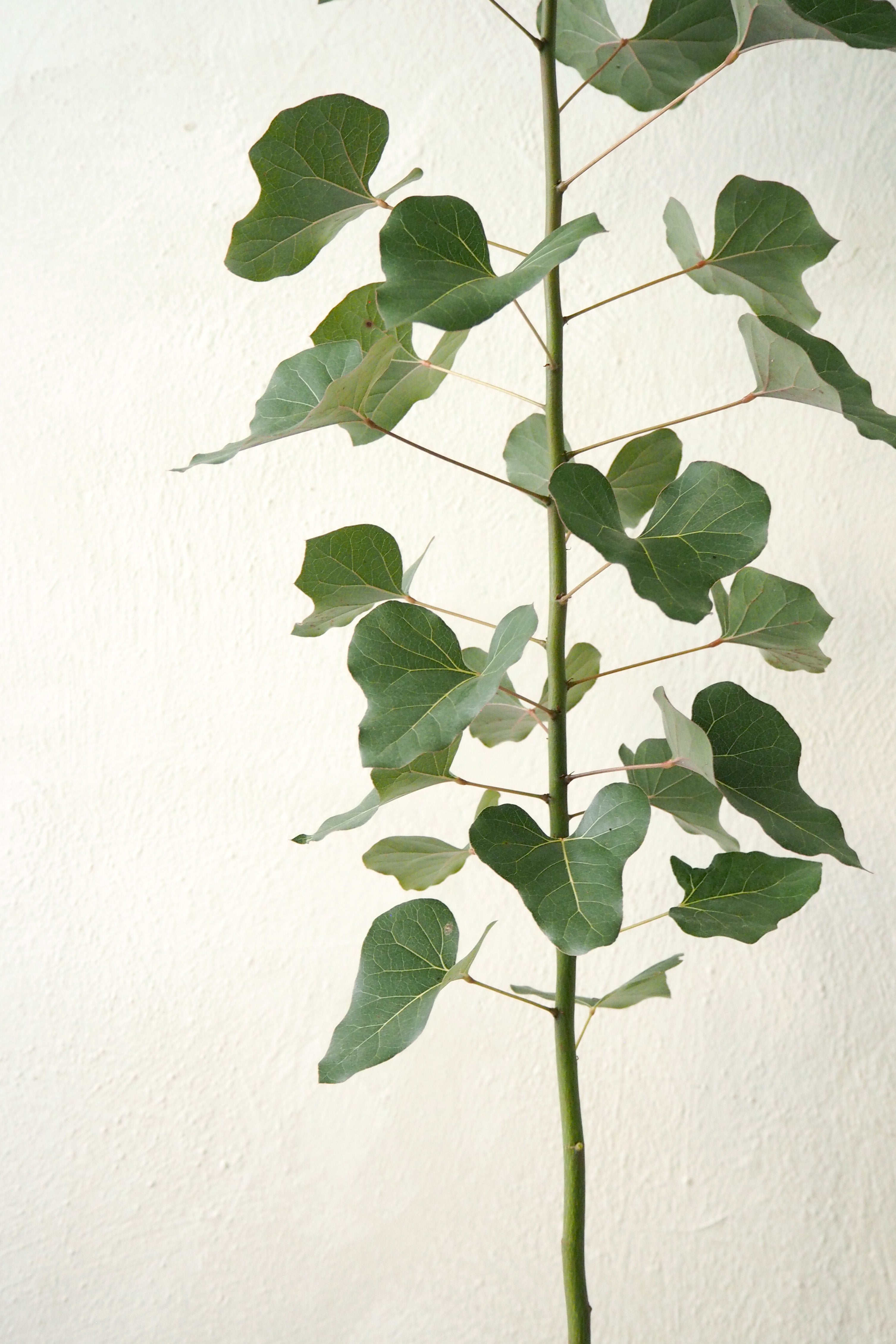 Kærlighedstræ (Hjerteblad) medium I