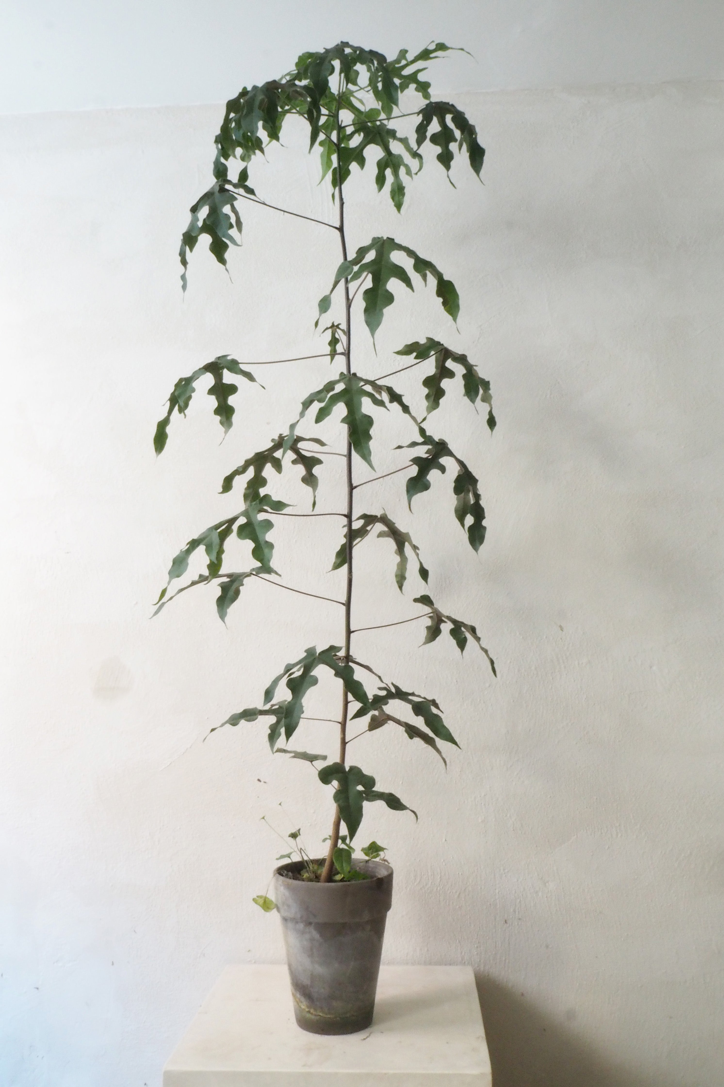 Kærlighedstræ (Fingerblad) medium