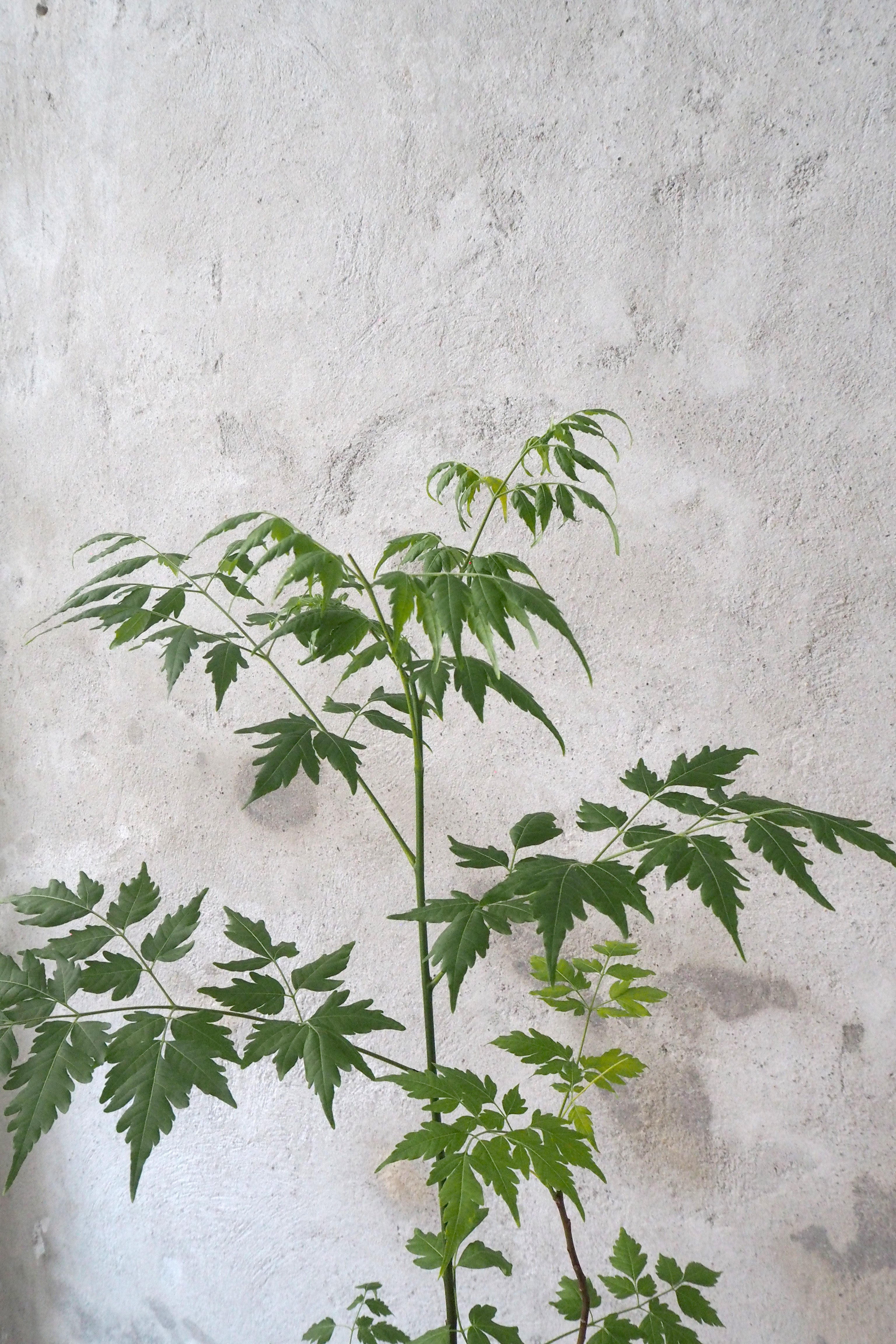 Kinesisk træ, medium