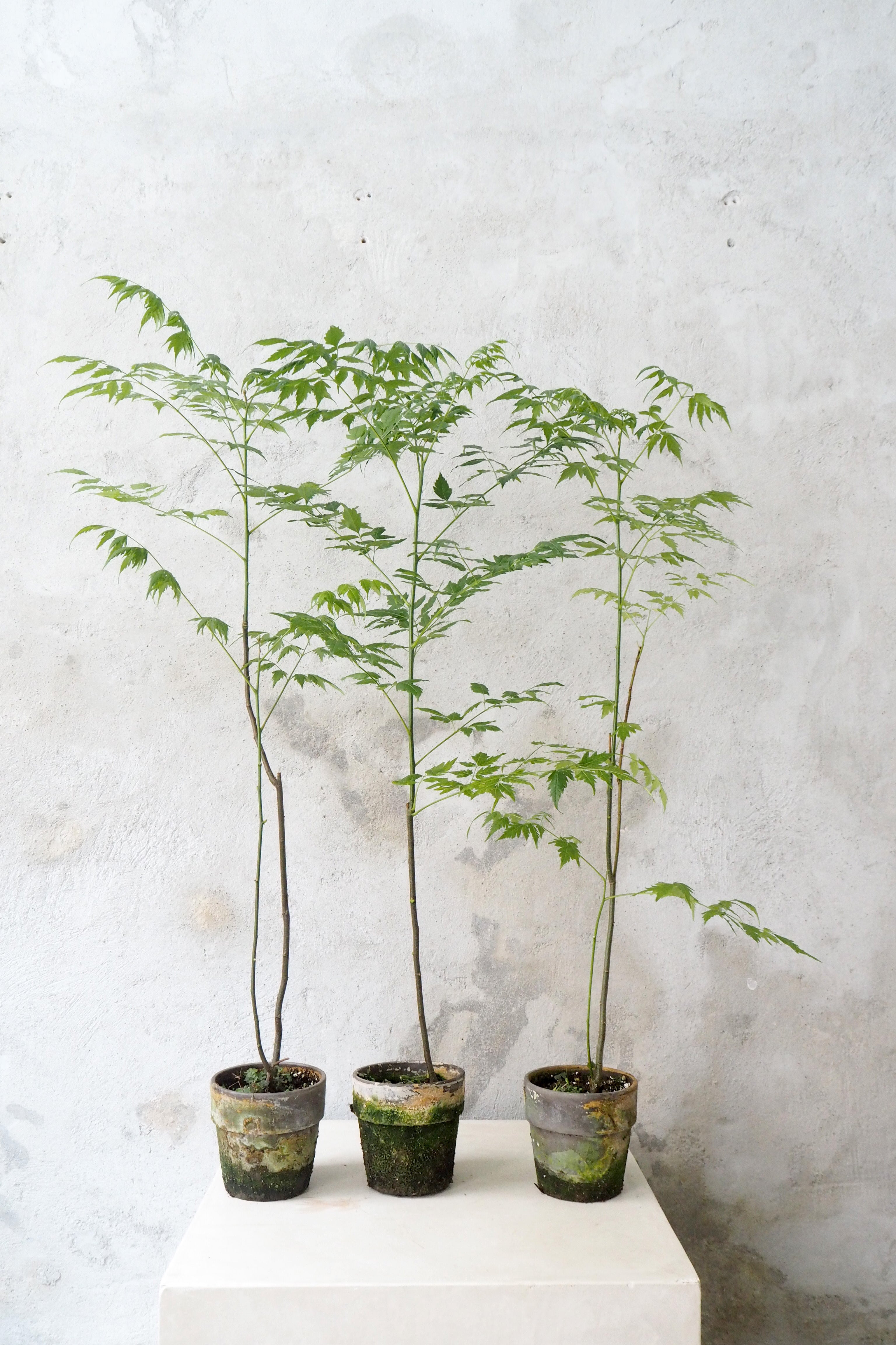 Kinesisk træ, medium