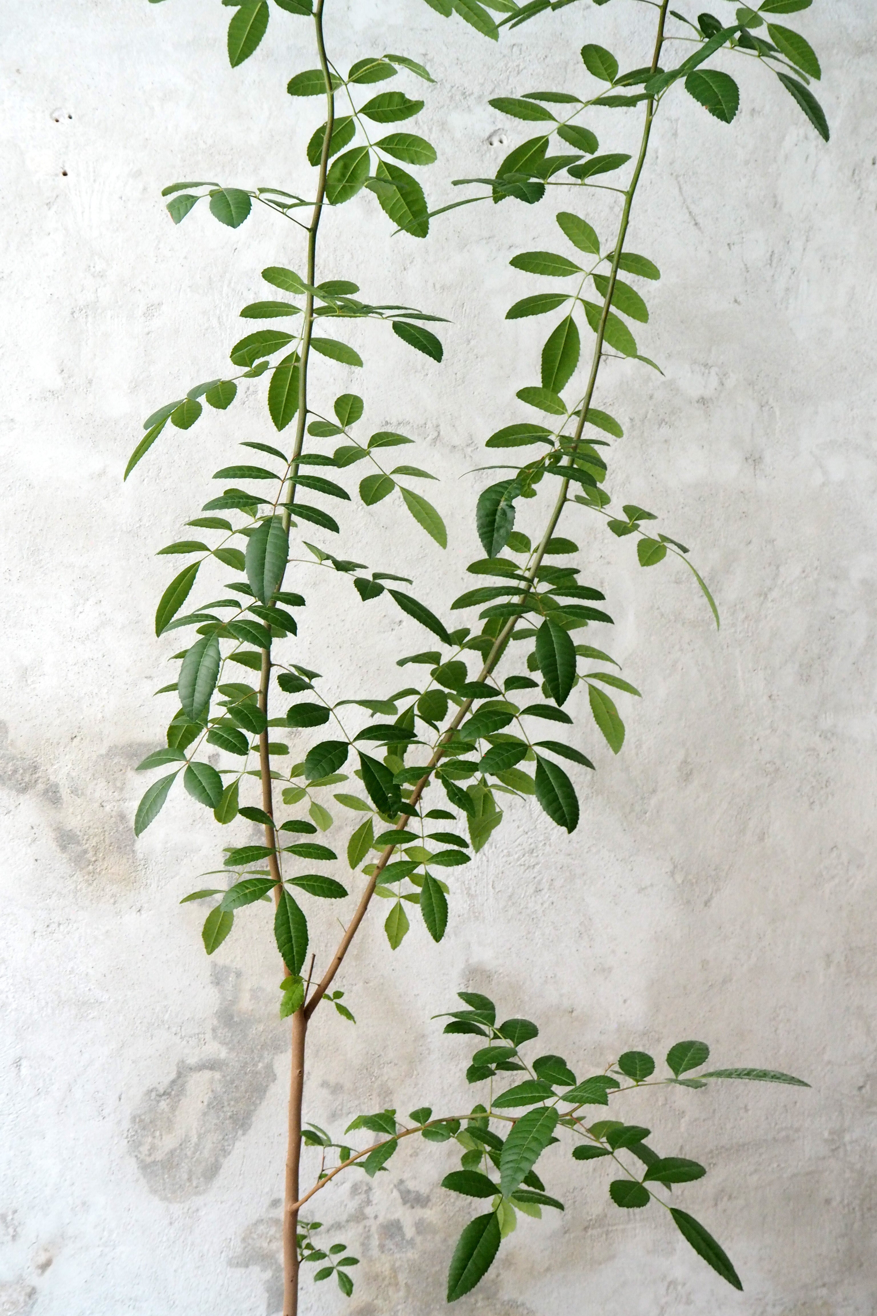 Klokketræ, unika, stor