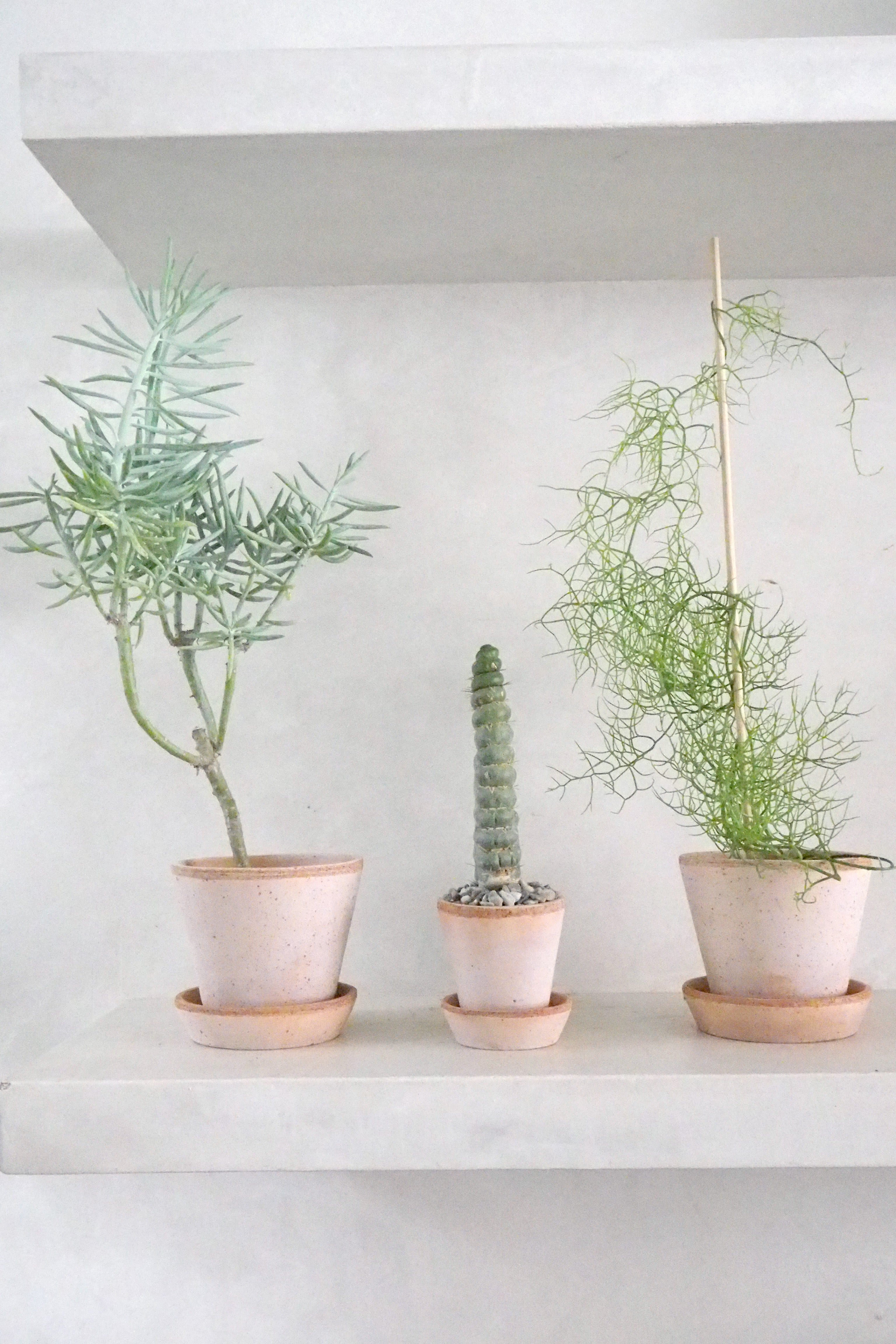 Eulychnia Castanea spiralis