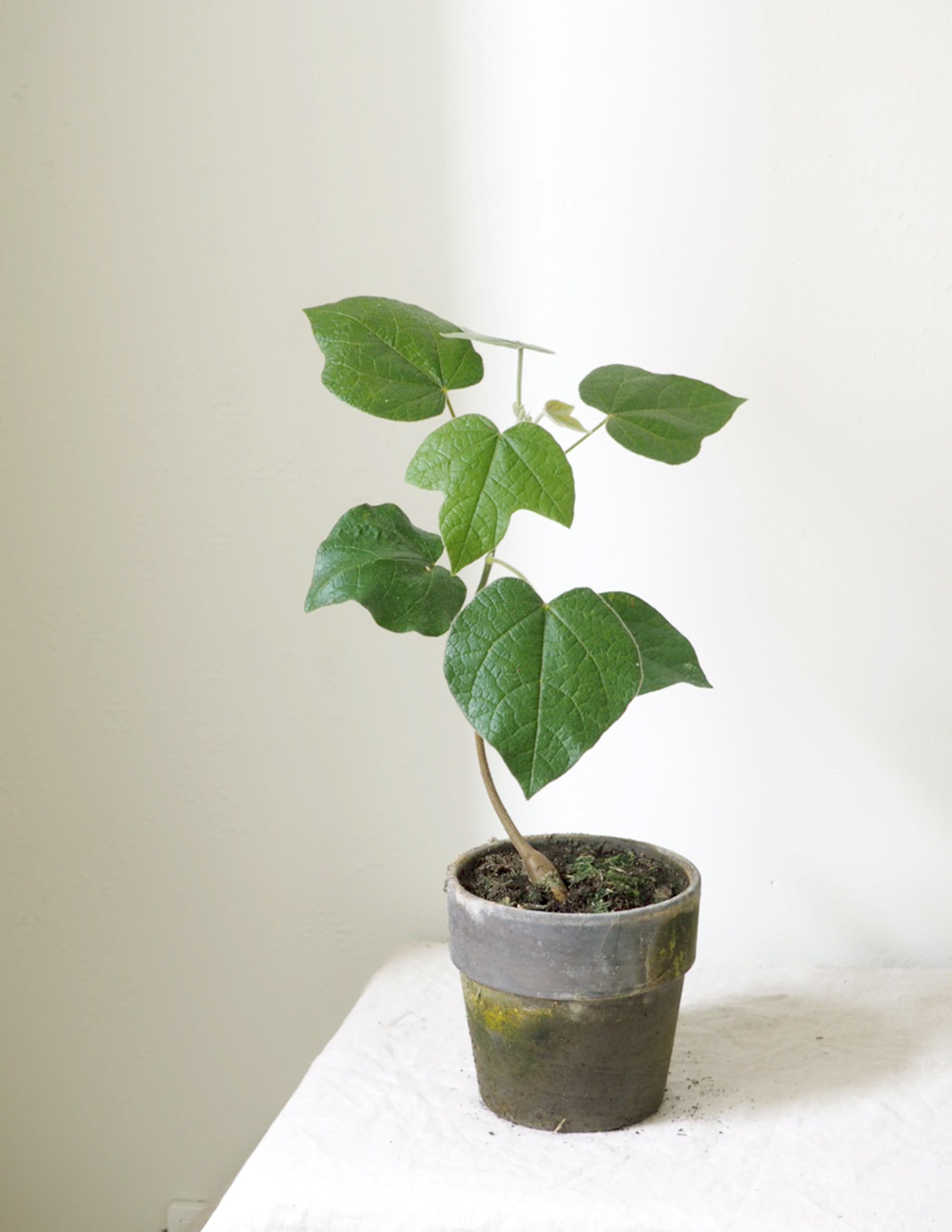 Kærlighedstræ (Fingerblad)