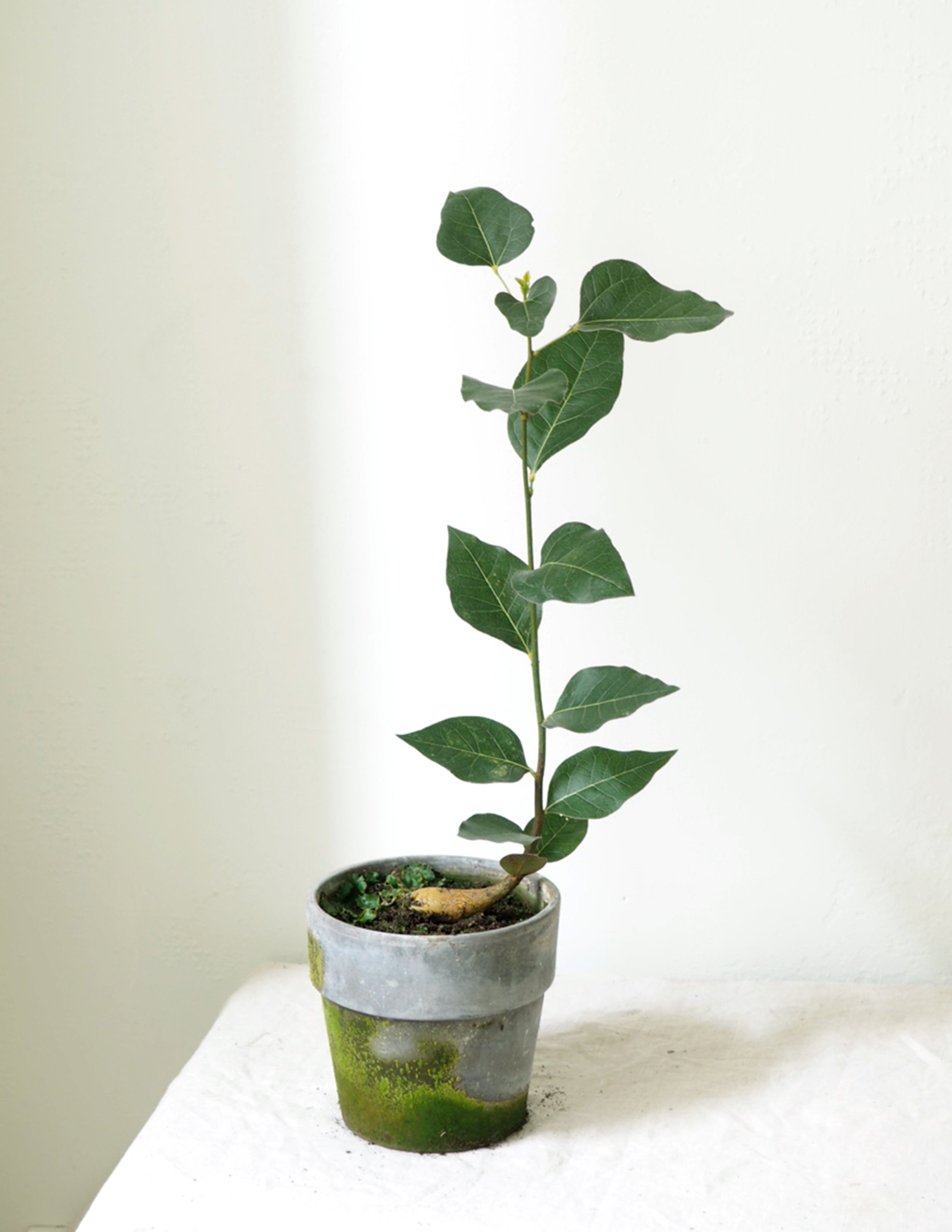 Kærlighedstræ (Hjerteblad)