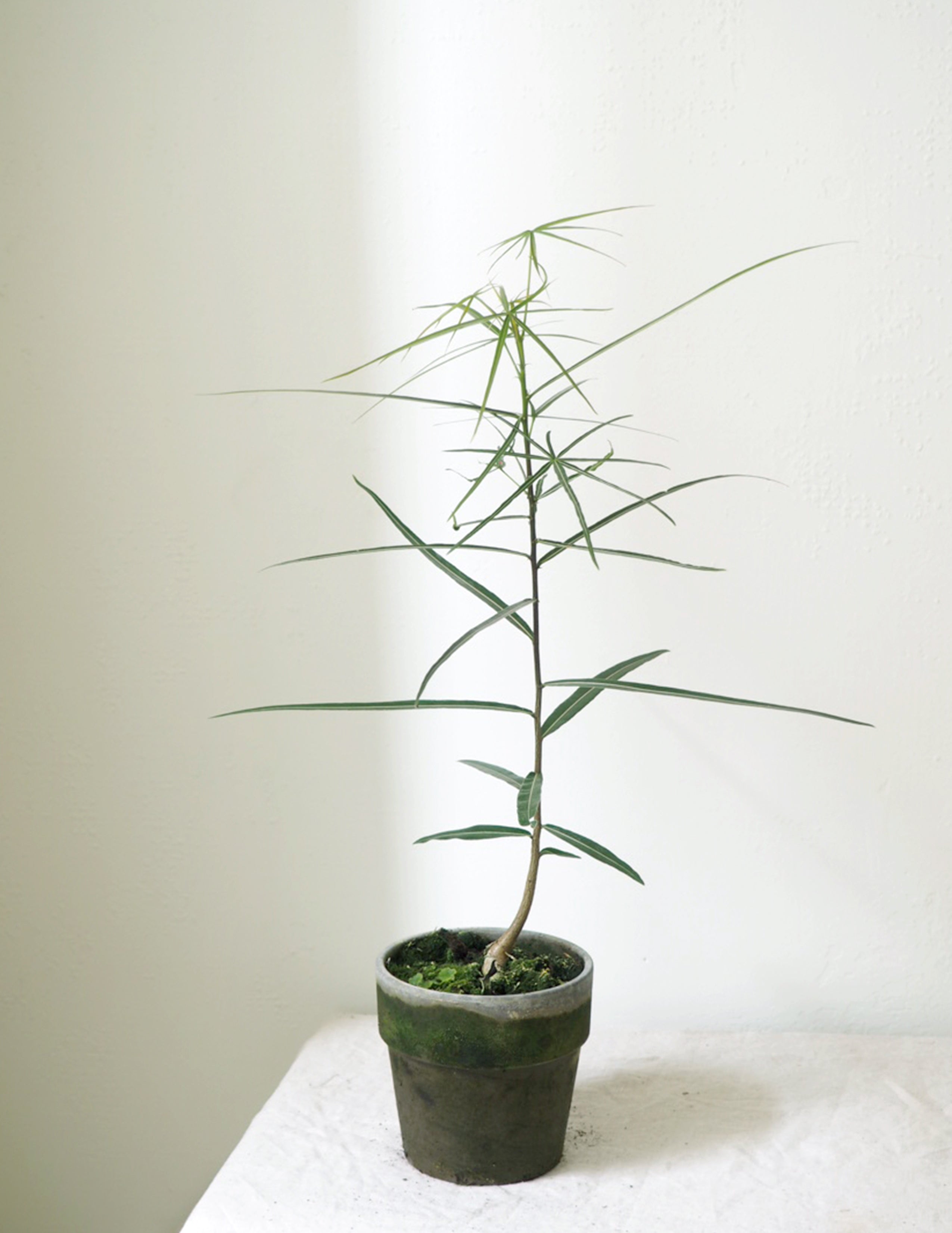 Kærlighedstræ (Stjerneblad)