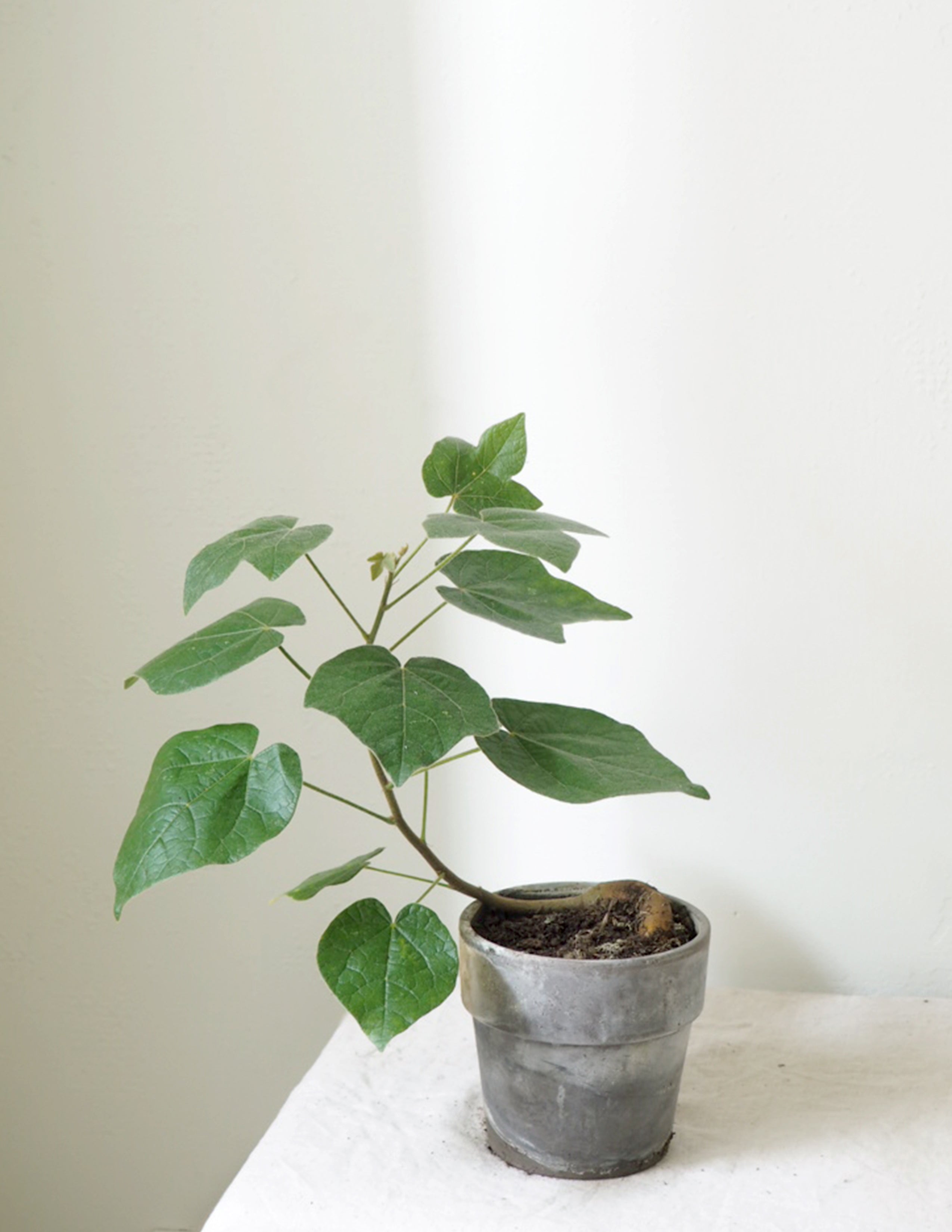 Kærlighedstræ (Fingerblad)