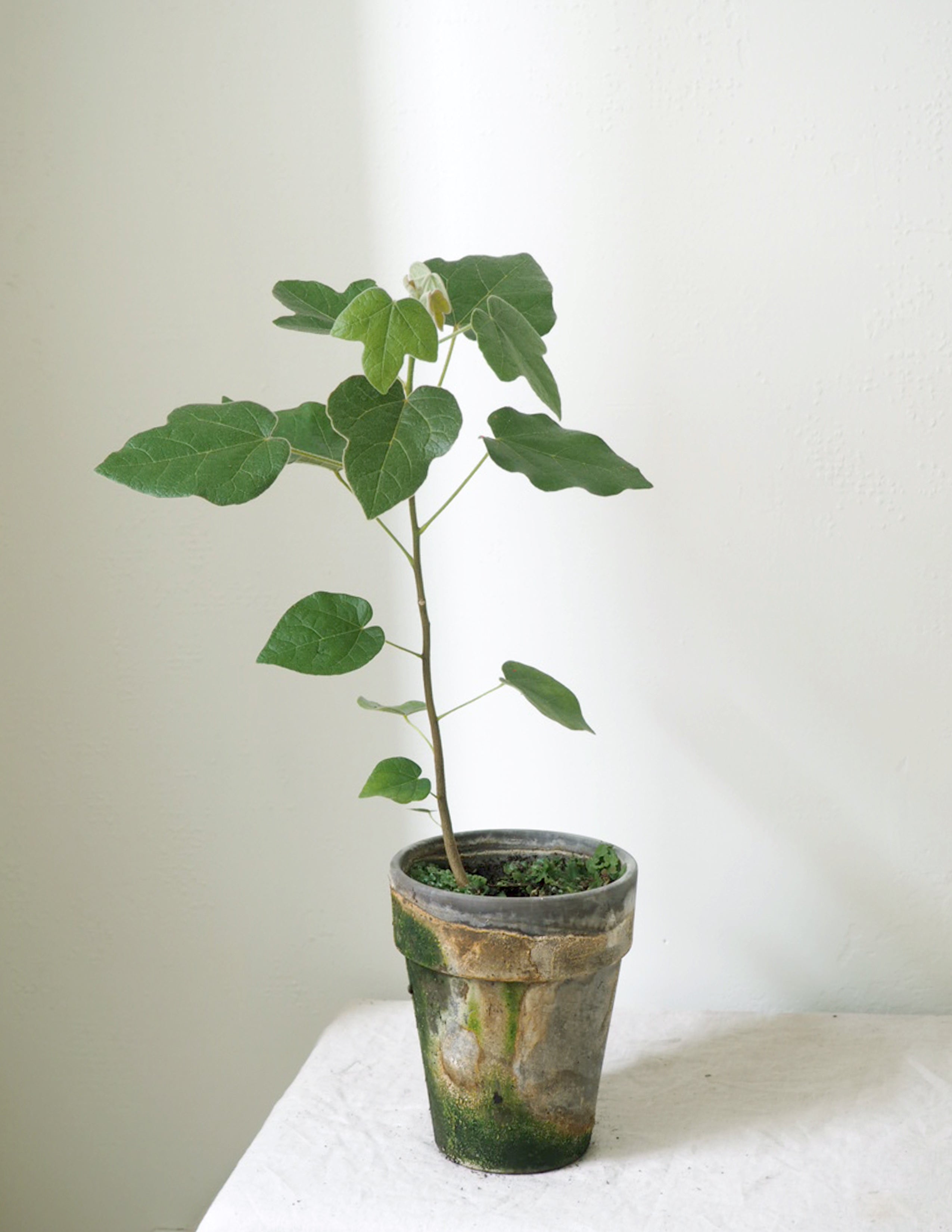 Kærlighedstræ (Fingerblad)