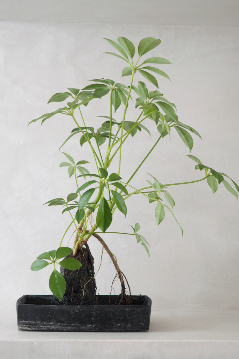 Schefflera på Lavasten