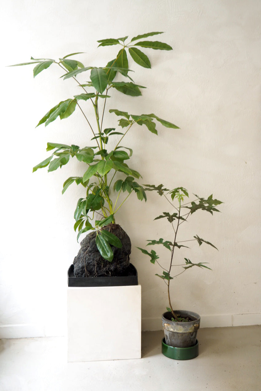 Schefflera på Lavasten, oversize