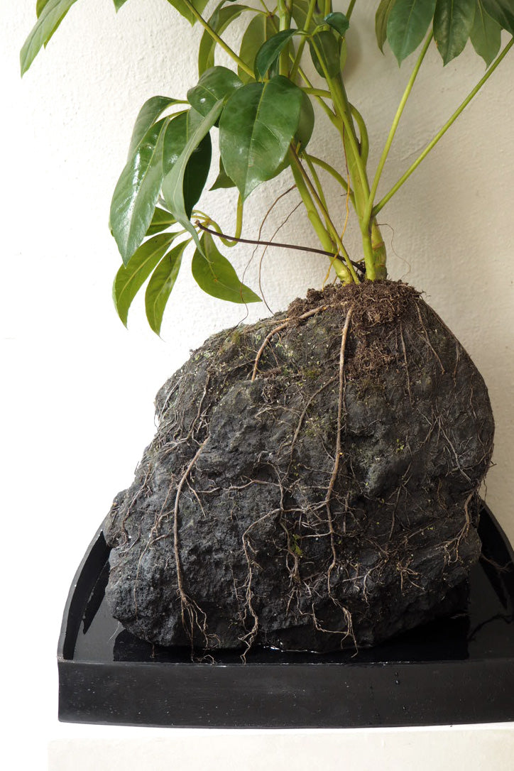 Schefflera på Lavasten, oversize