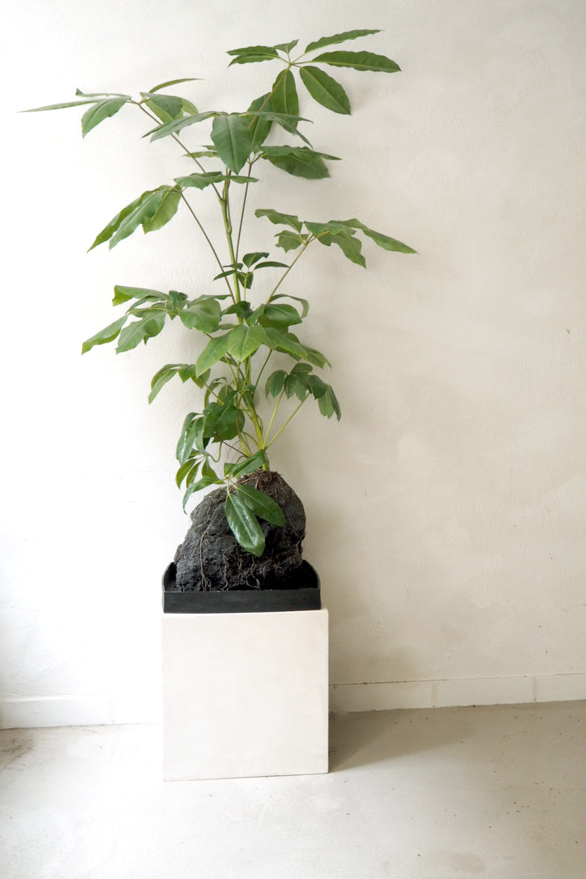 Schefflera på Lavasten, oversize