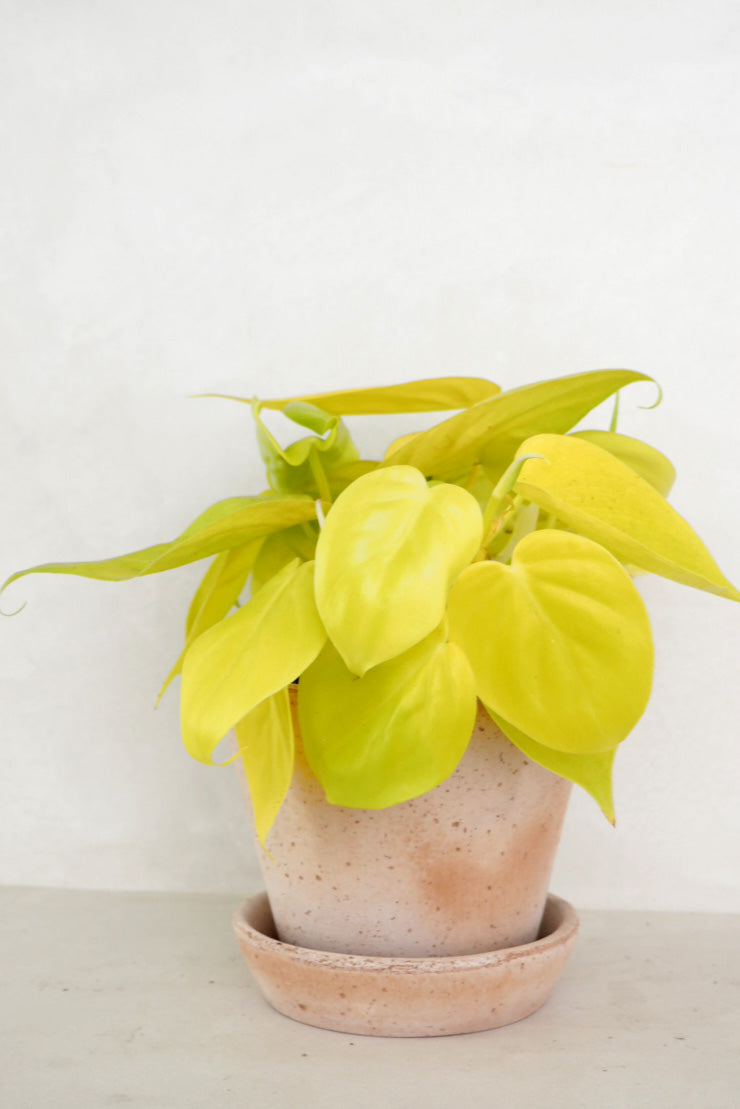 Philodendron Lemon lime