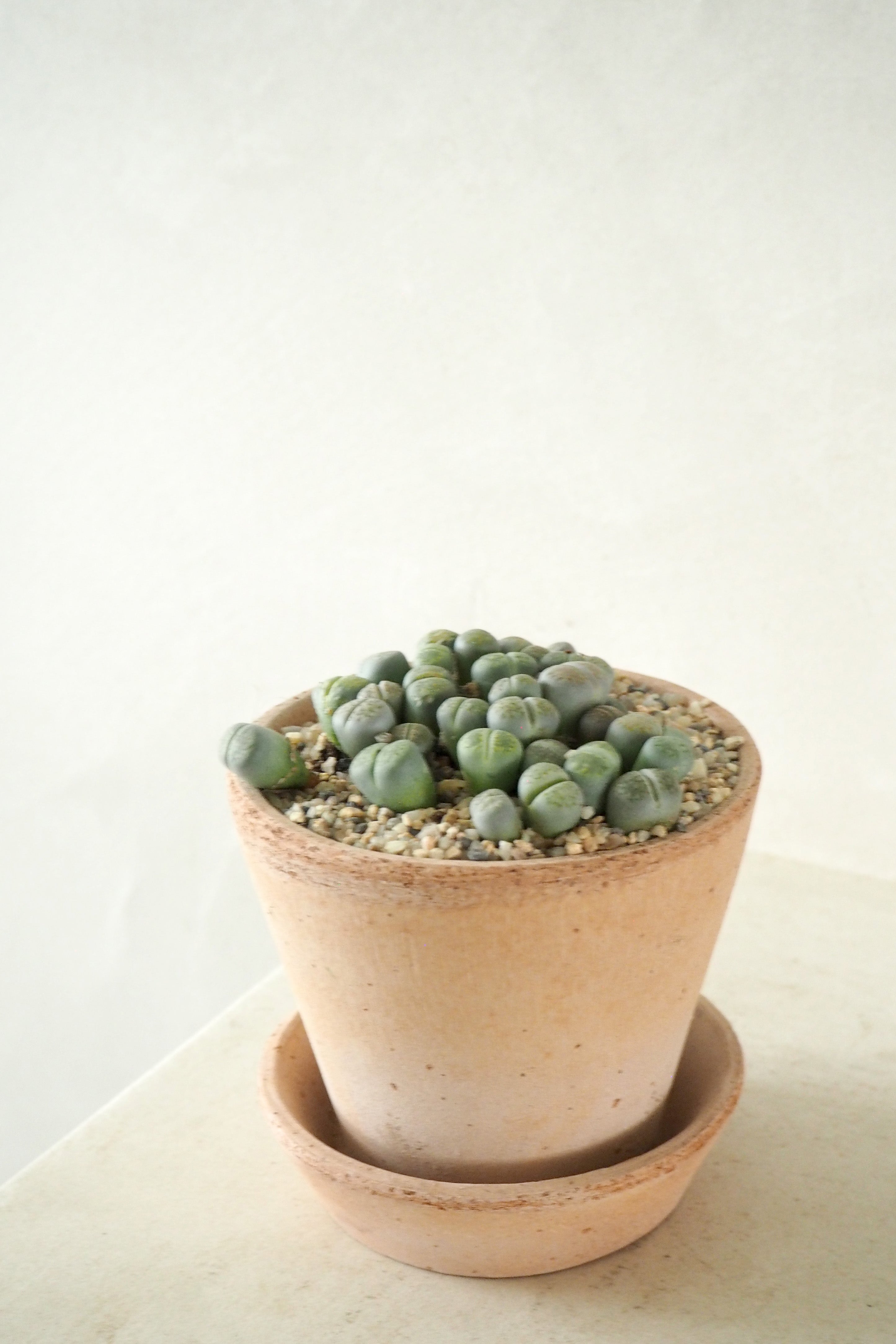 Levende Sten - lesliei