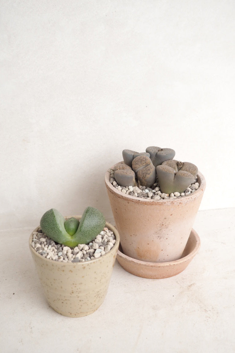 Levende Sten - Pleiospilos Green, mini