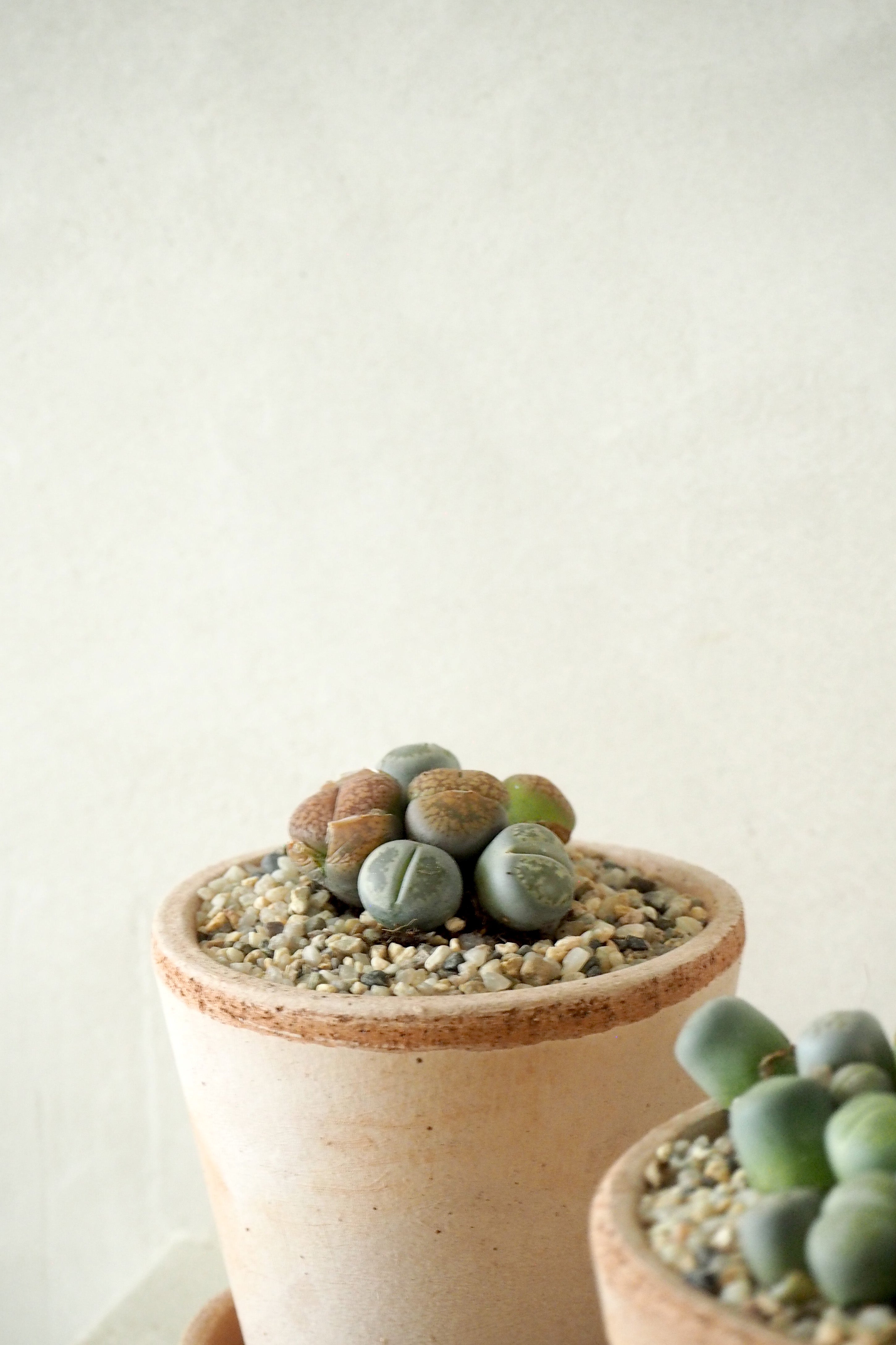 Levende Sten - lesliei