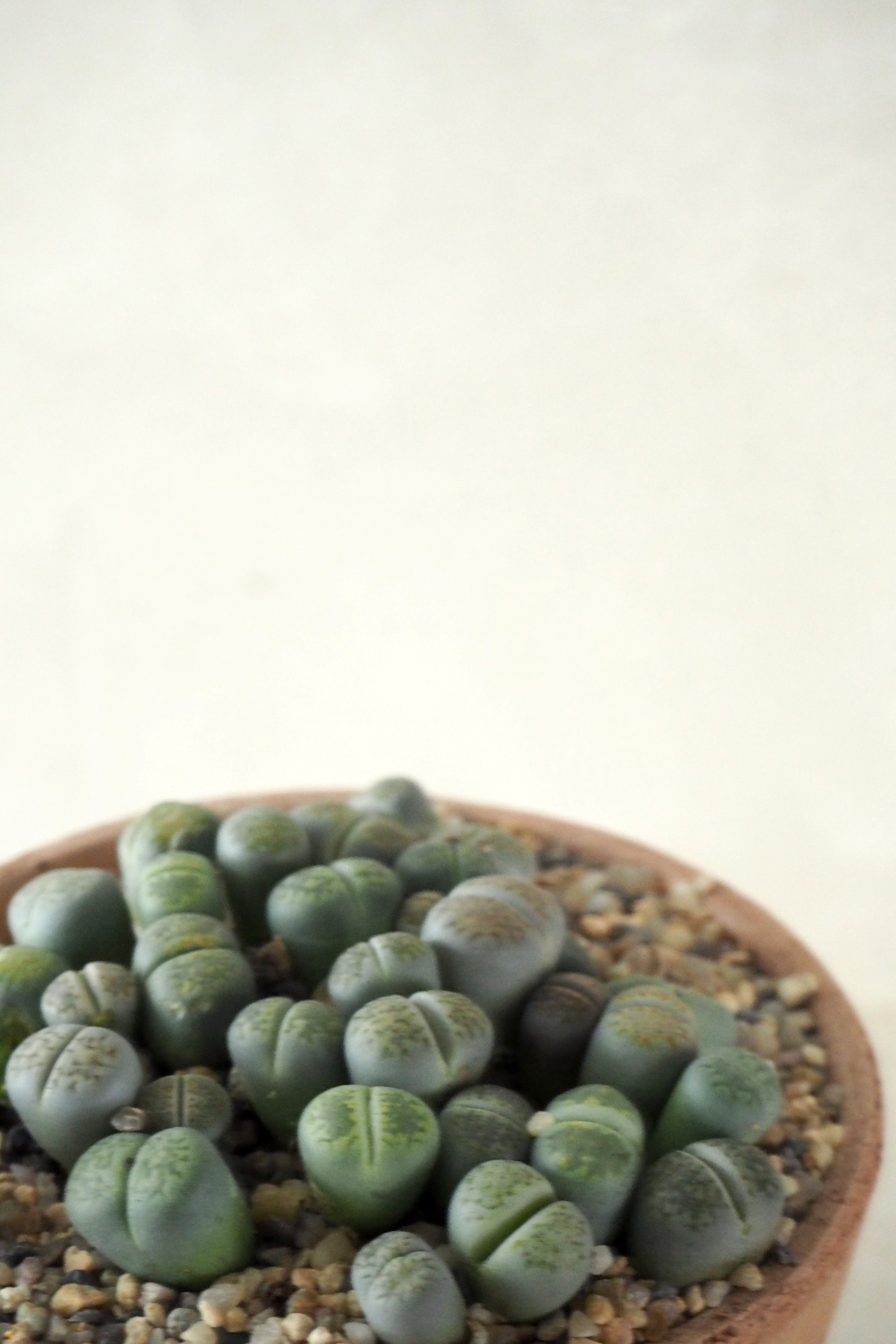 Levende Sten - lesliei